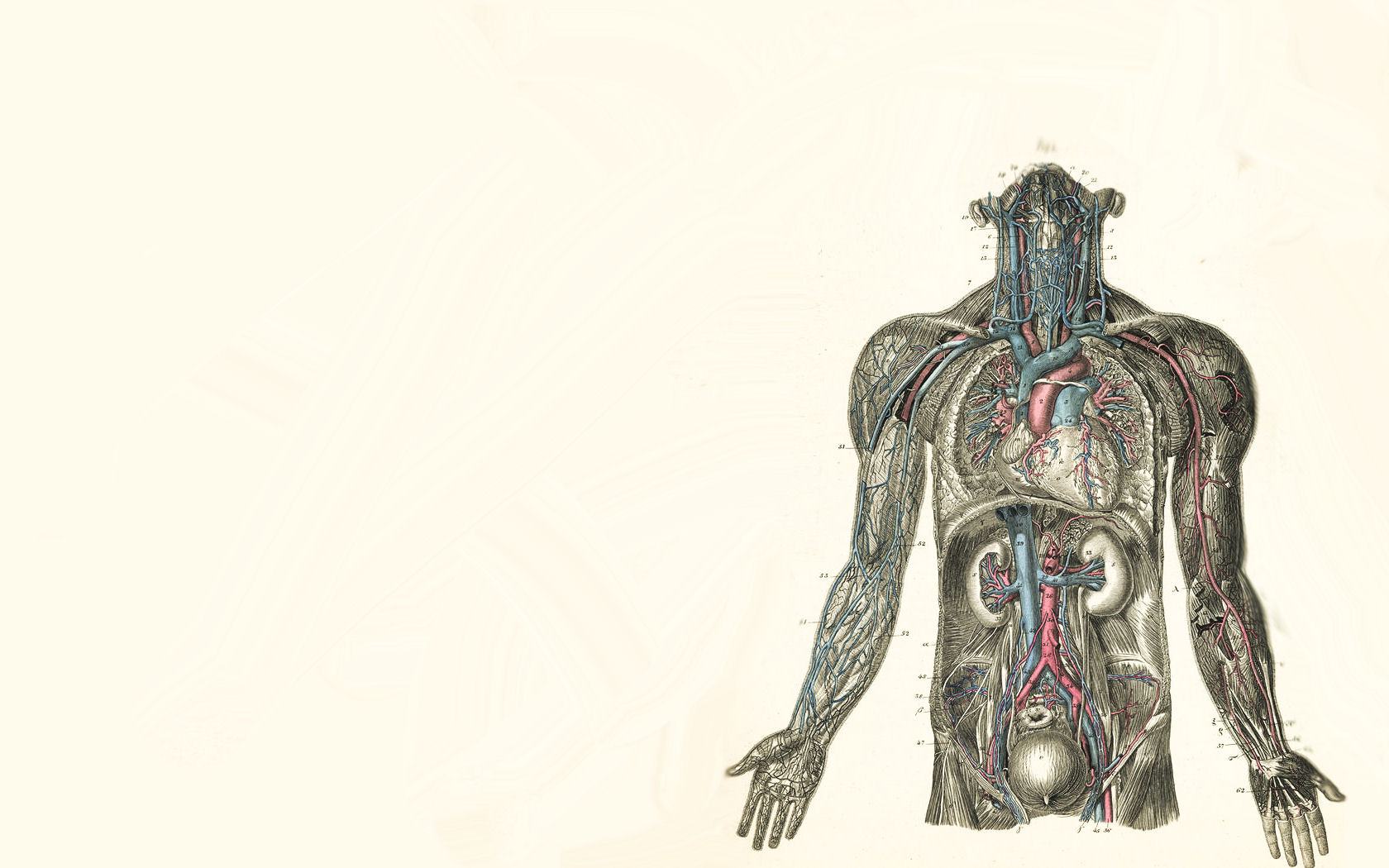 Free HD artistic, anatomy, human, organs