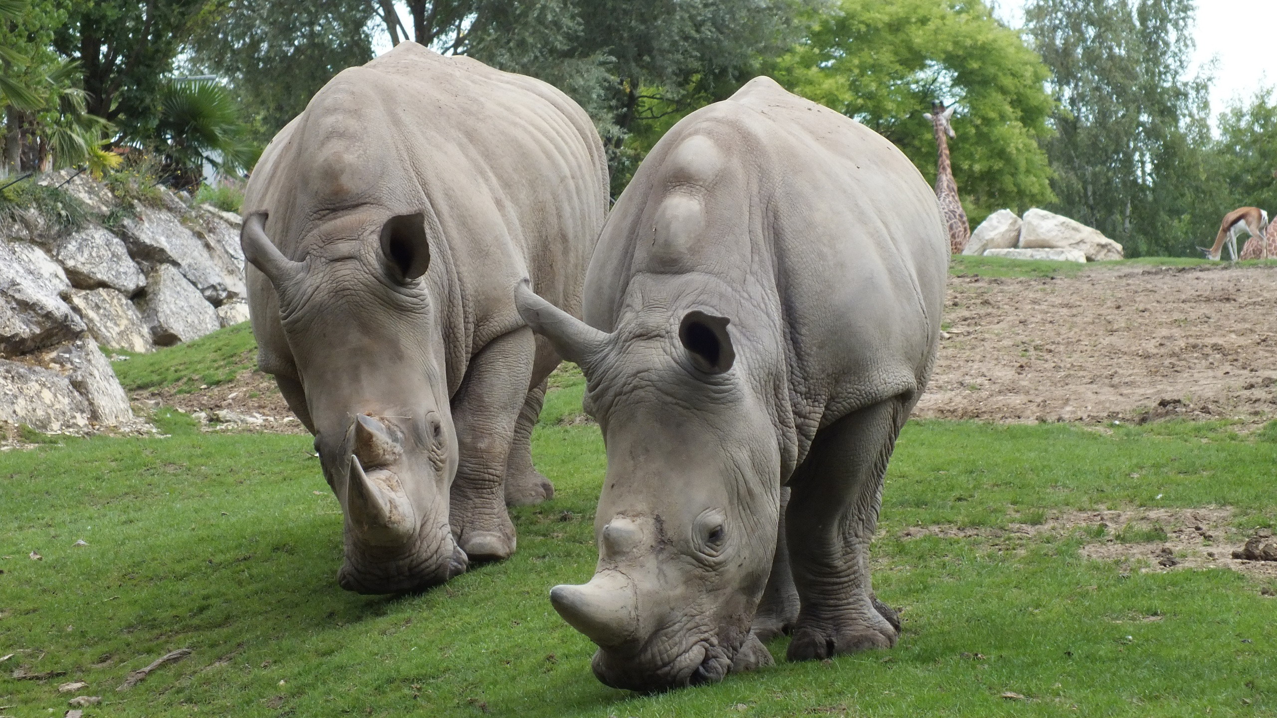 228951 descargar fondo de pantalla animales, rinoceronte, jirafa: protectores de pantalla e imágenes gratis