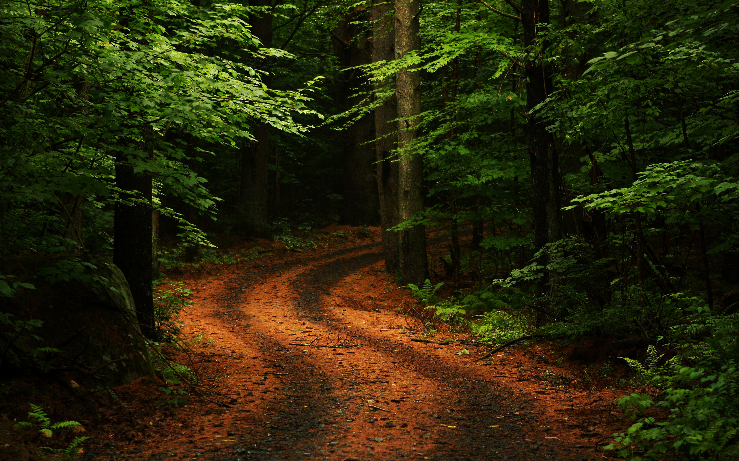 Free HD dirt, nature, earth, path, fall, forest, road, tree