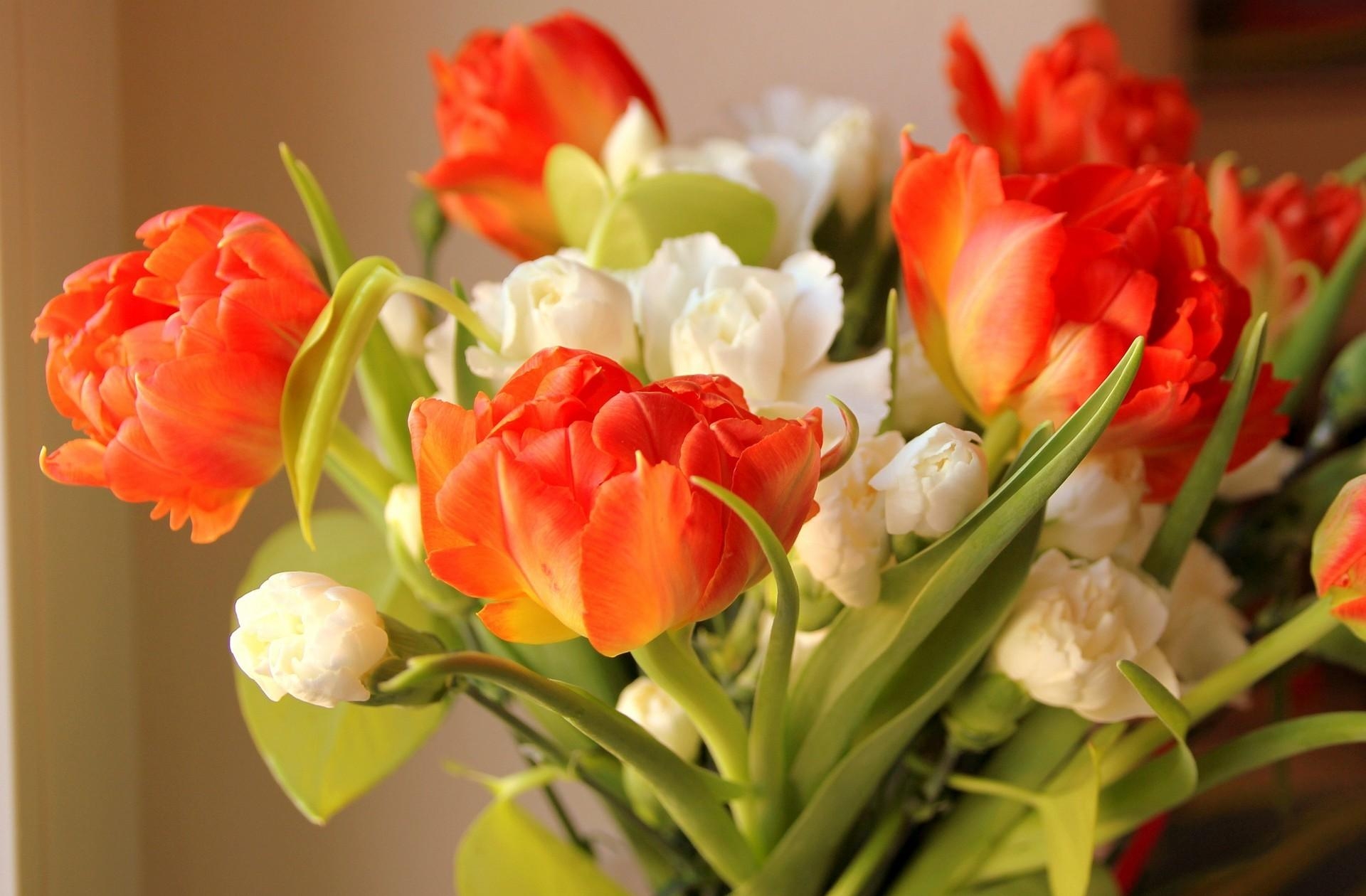 Laden Sie das Blumen, Unschärfe, Glatt, Strauß, Bouquet, Aufgelöst, Lose, Tulpen-Bild kostenlos auf Ihren PC-Desktop herunter