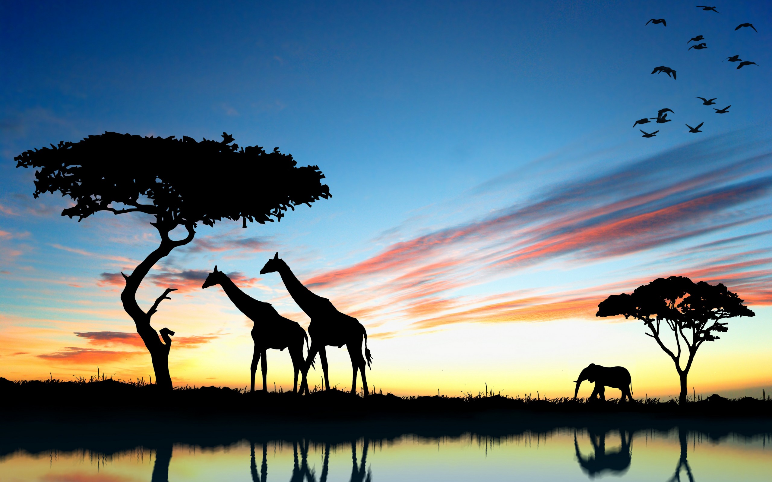 589617 下載圖片 动物, 长颈鹿 - 免費壁紙和屏保