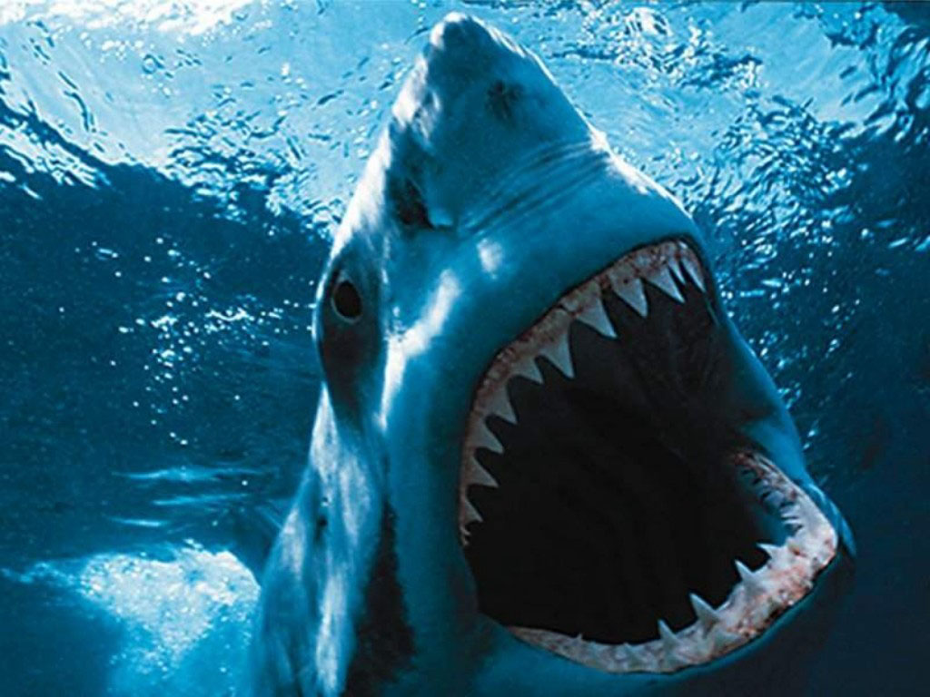 1512616 免費下載壁紙 动物, 鲨鱼 屏保和圖片