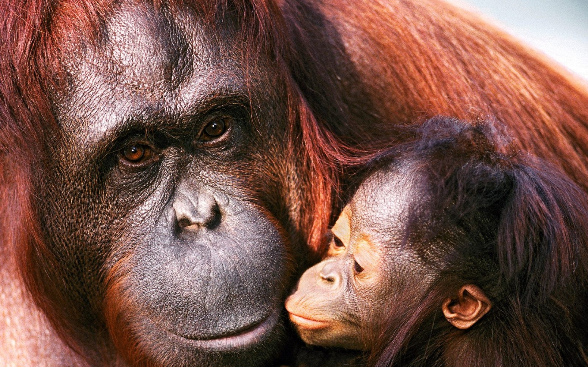 animal, orangutan, baby animal, primate, monkeys Full HD