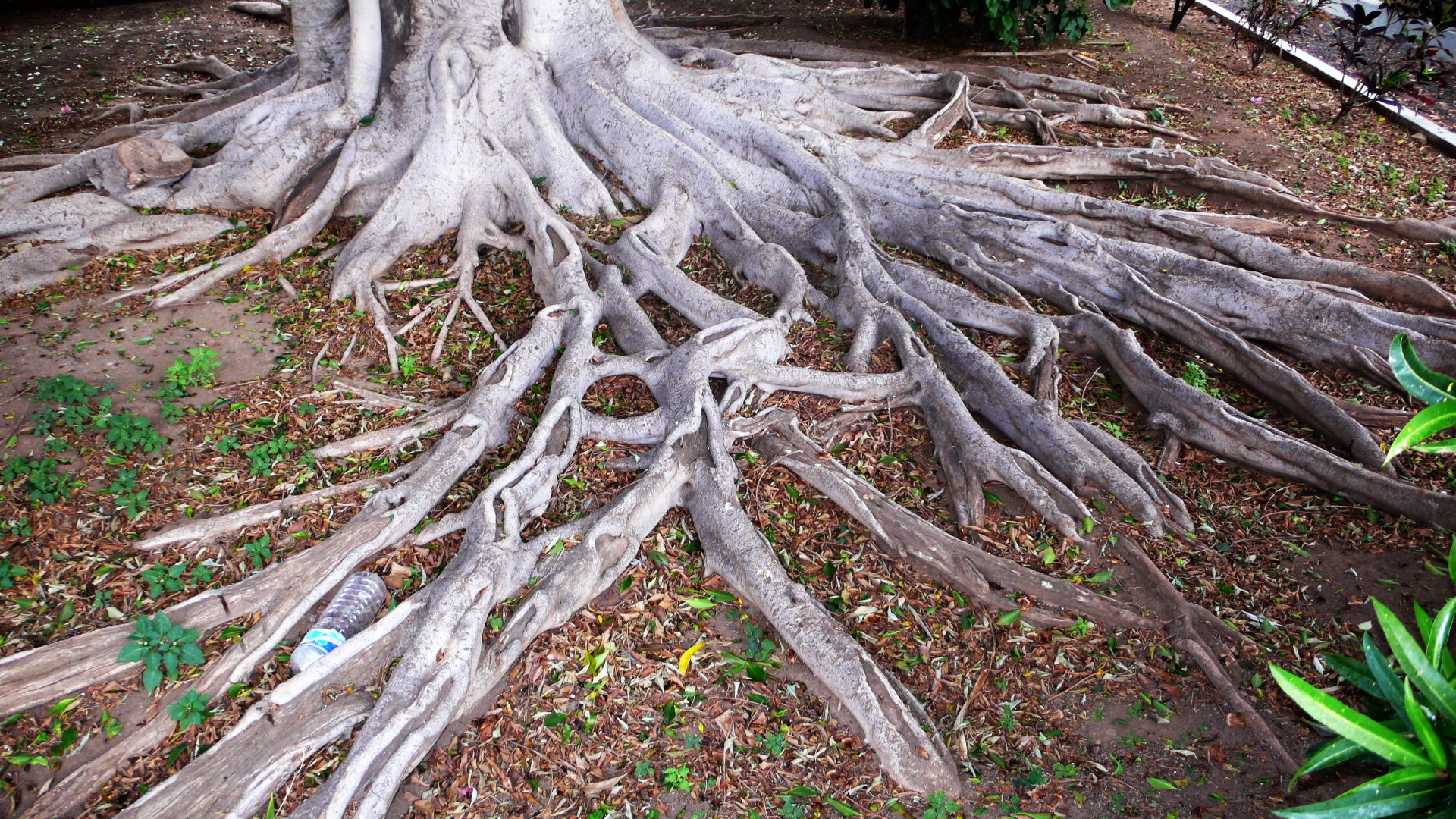 Tree Root HD download for free