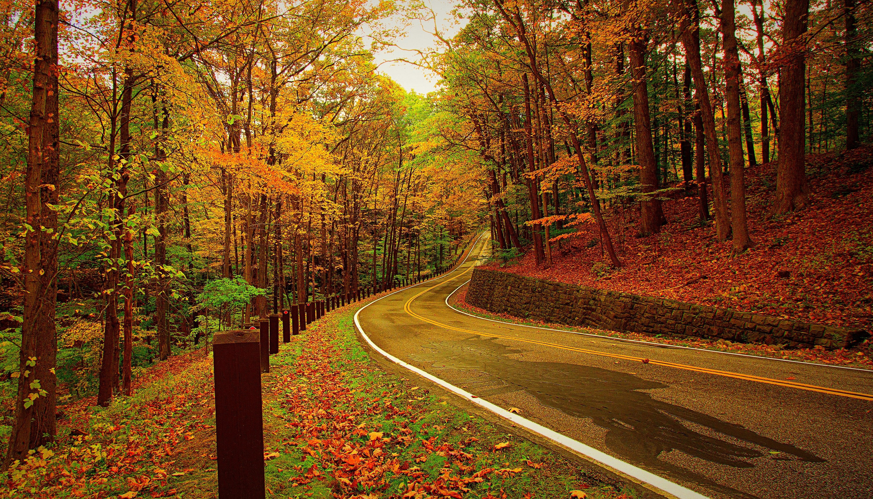 road, autumn, forest, nature, turn