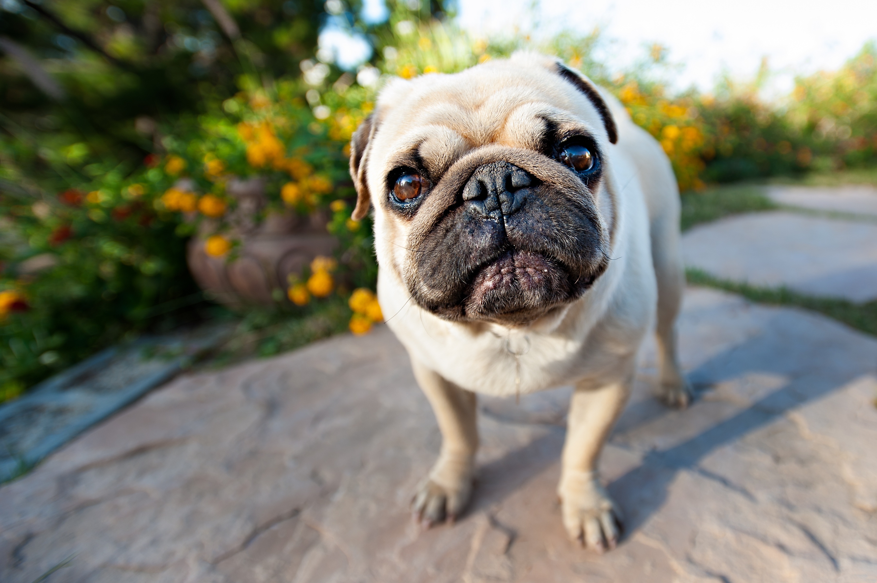 Download mobile wallpaper Muzzle, Animals, Puppy, Pug for free.