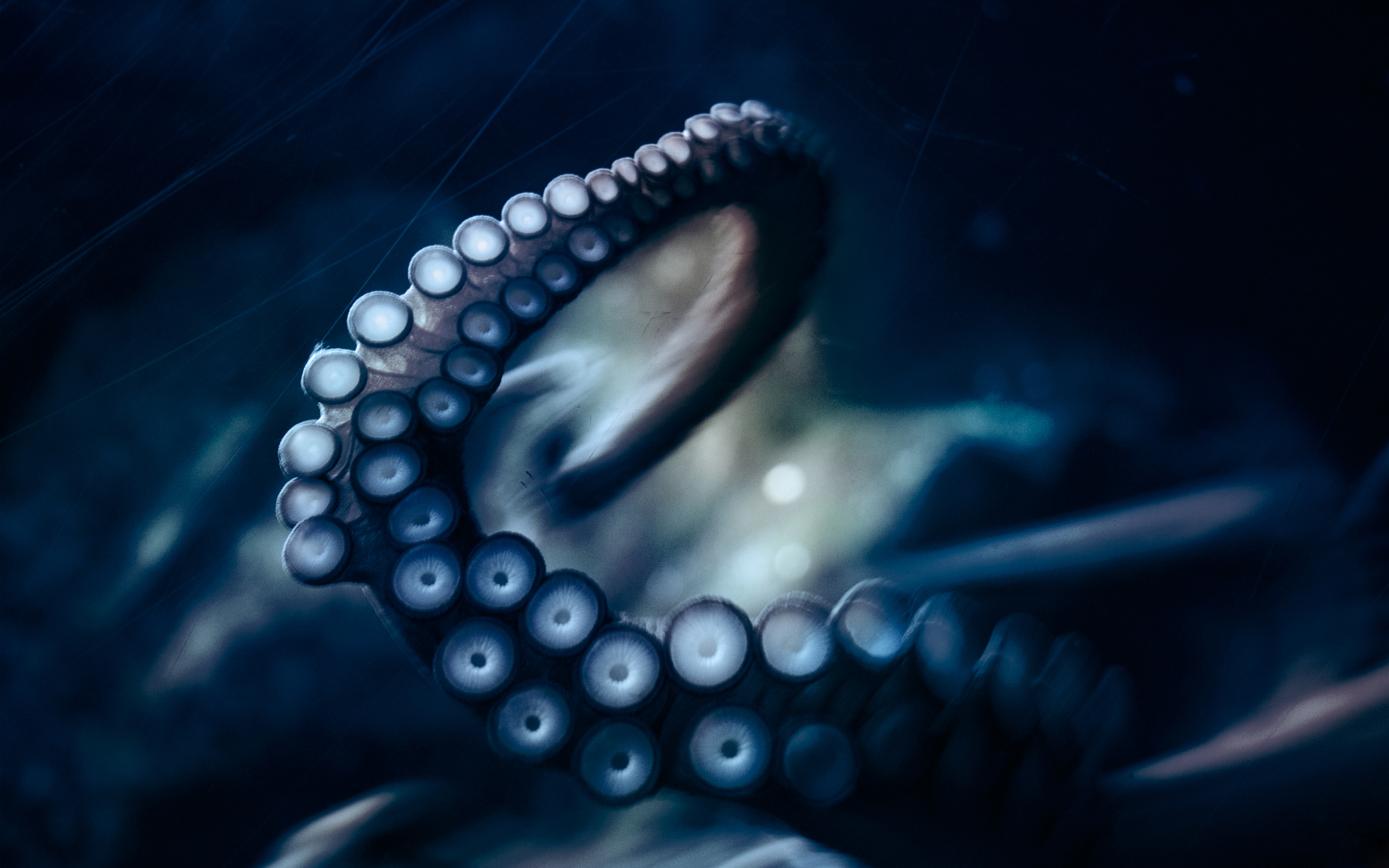 octopus, animal HD wallpaper