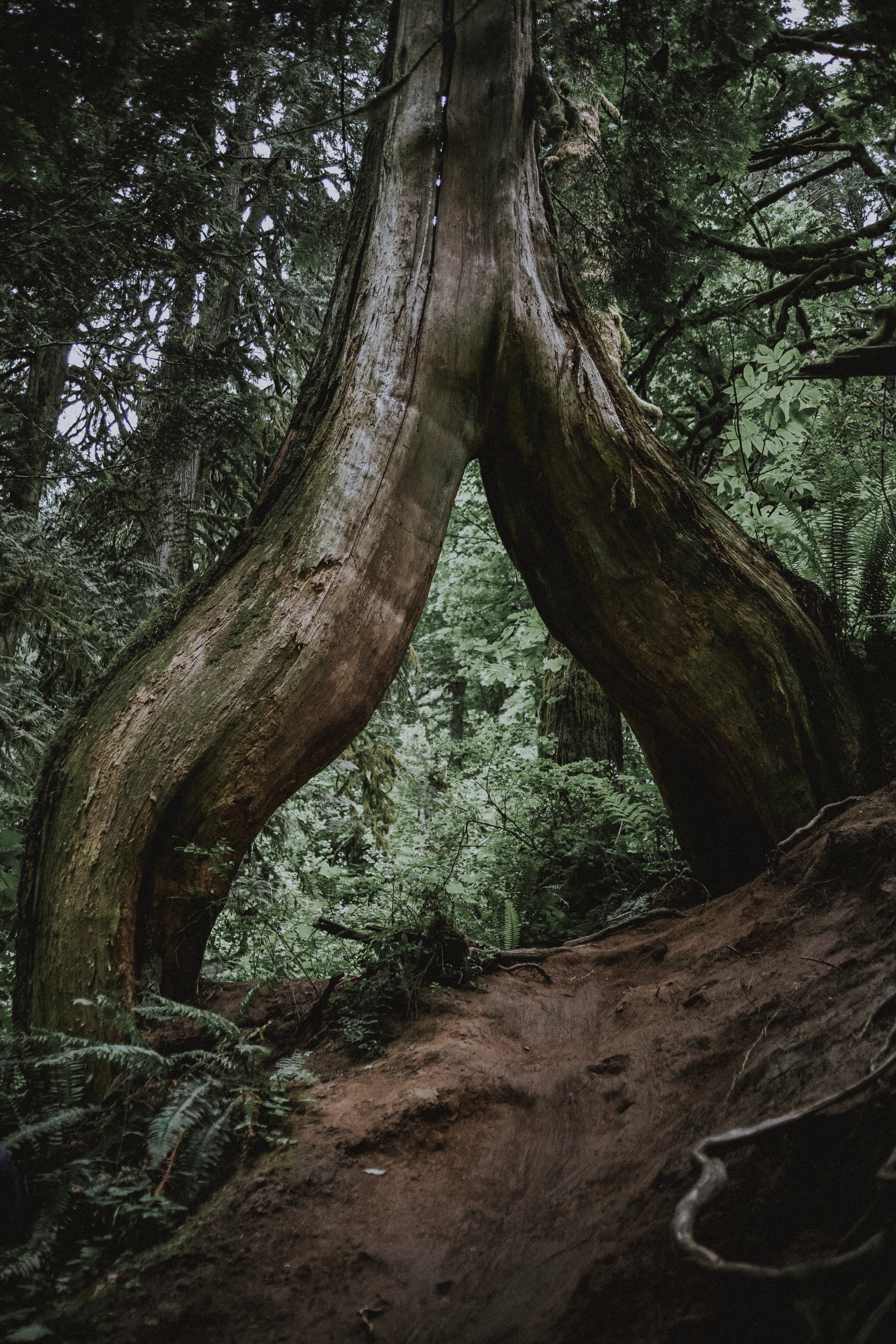 Free download wallpaper Nature, Wood, Forest, Roots, Trunk, Tree, Fern on your PC desktop
