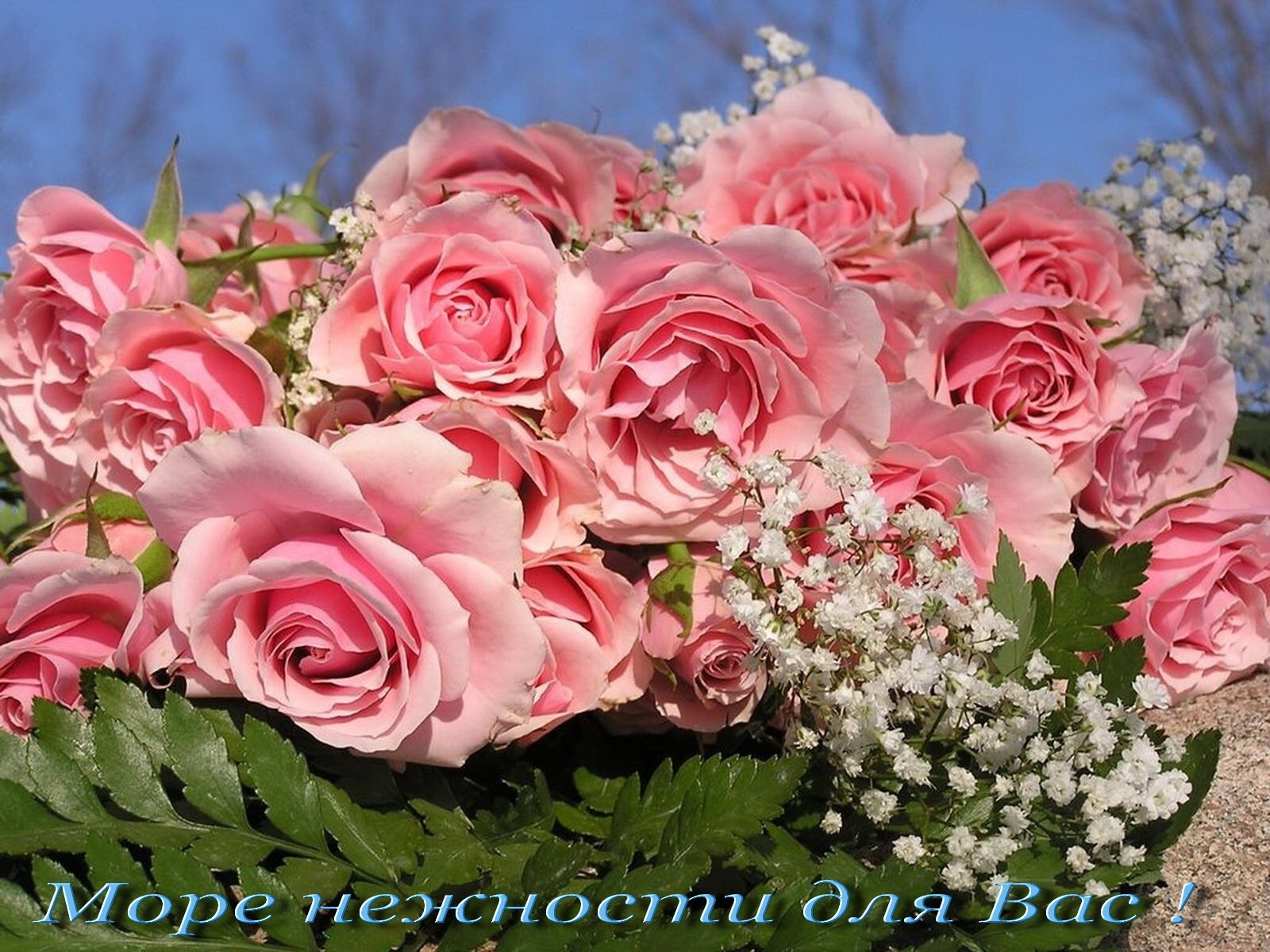 Скачать обои бесплатно Праздники, Растения, Розы, Цветы картинка на рабочий стол ПК