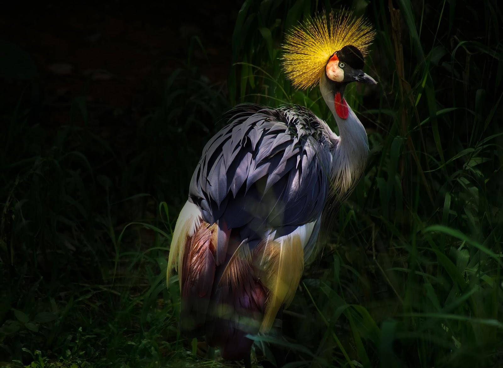 animal, grey crowned crane, bird, colorful, crane, birds wallpapers for tablet
