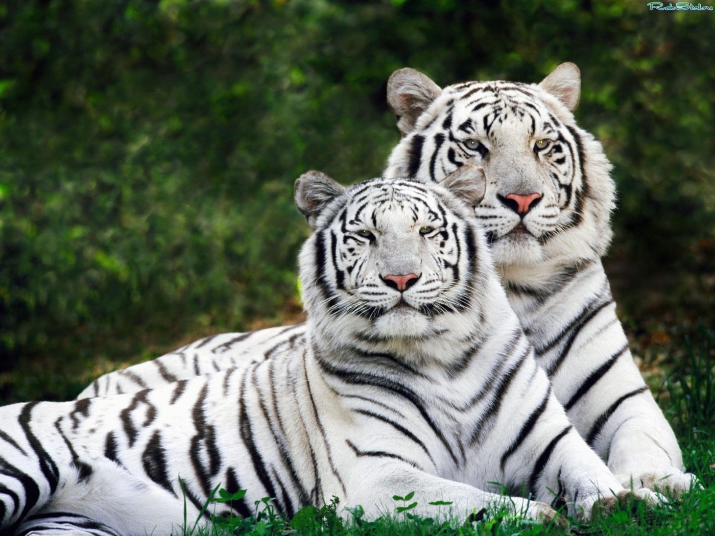 Windows Backgrounds animals, tigers