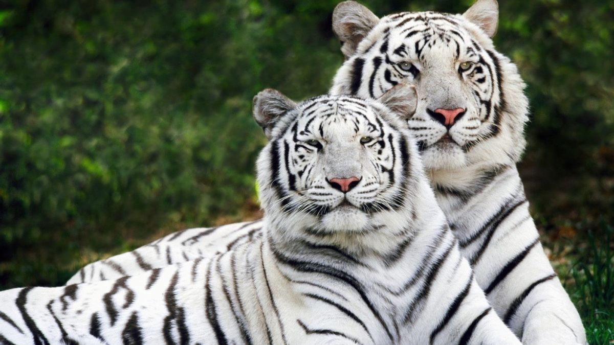 Разные картинки. Королевский тигр белый. Амурский тигр белый Тигрёнок. Амурский тигр альбинос. Бенгальский тигр 1959.