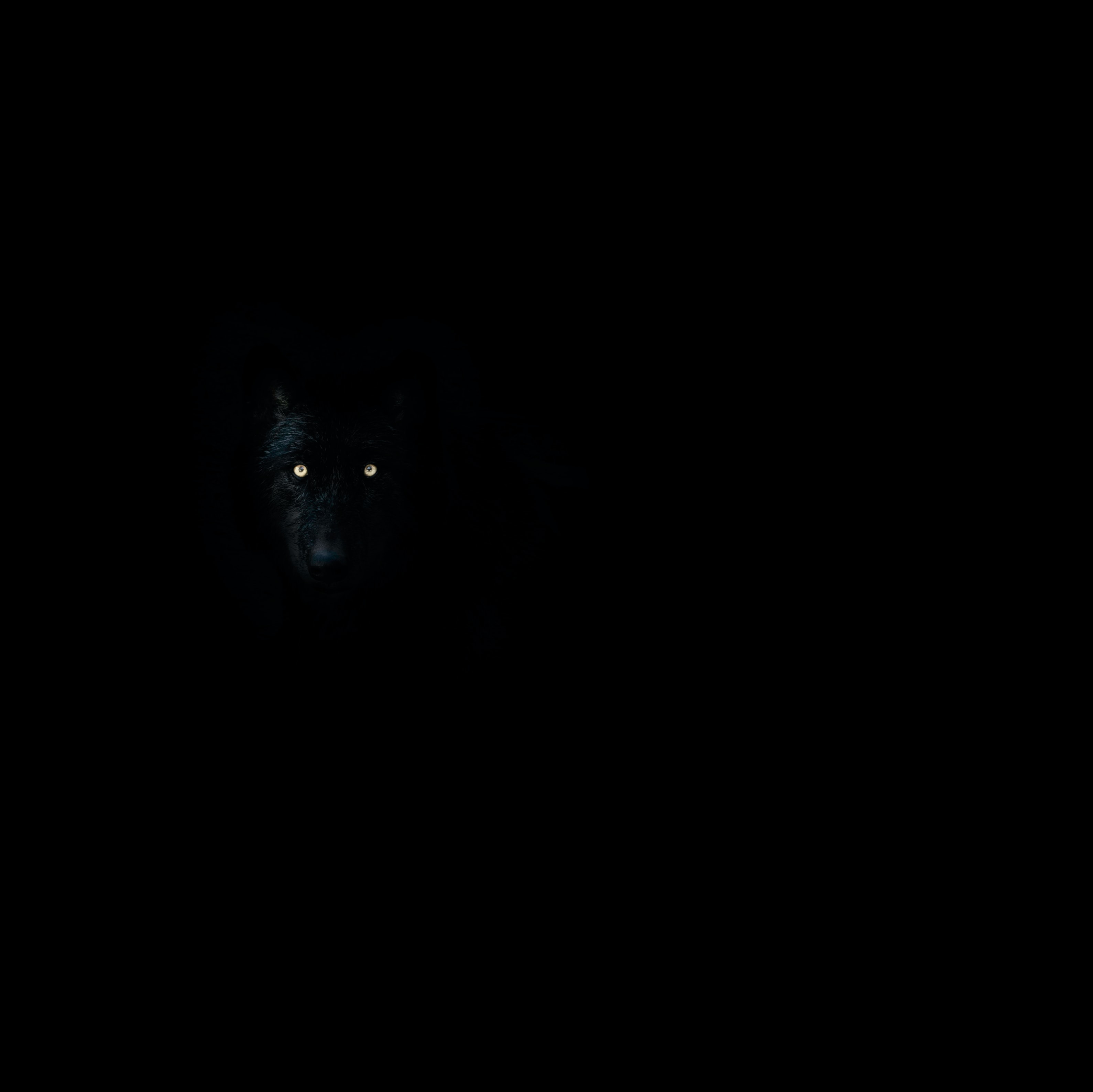 88952 скачать картинку животное, волк, черные, глаза, темный, темнота - обои и заставки бесплатно