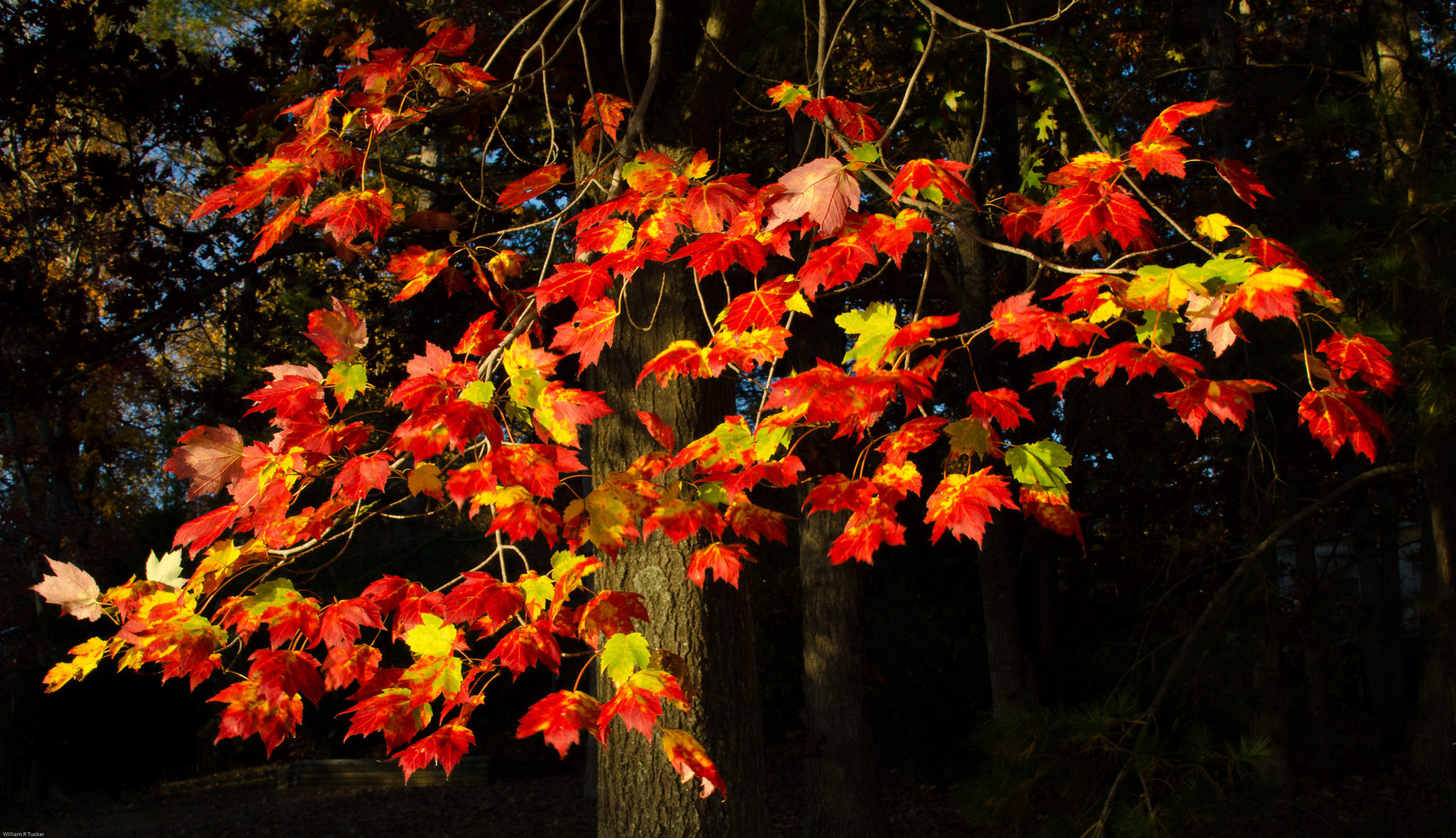 Осенняя ветка клена багрянец