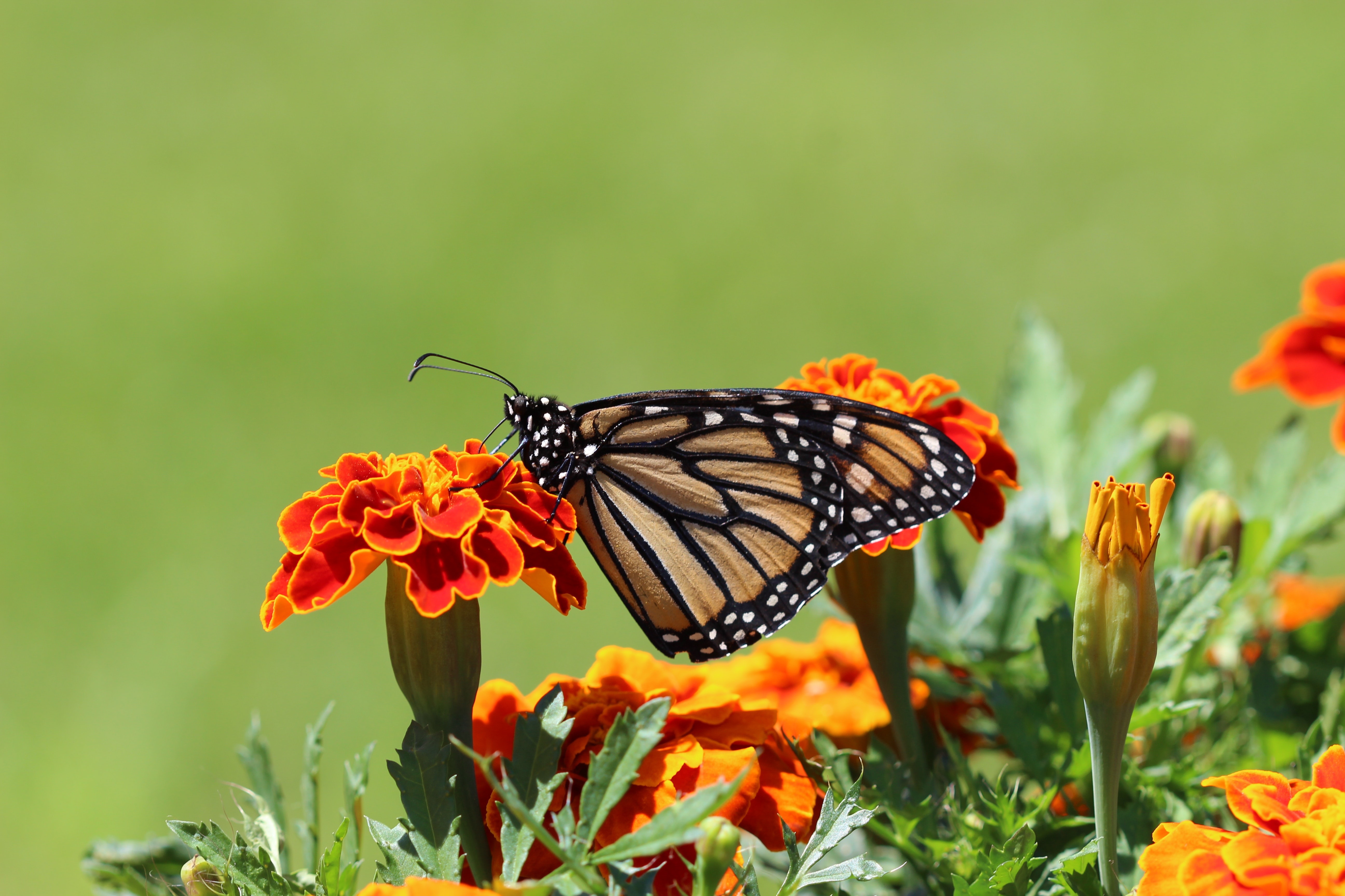 903037 Hintergrundbild herunterladen tiere, schmetterlinge, insekt, makro, ringelblume, monarchfalter, orangene blume - Bildschirmschoner und Bilder kostenlos