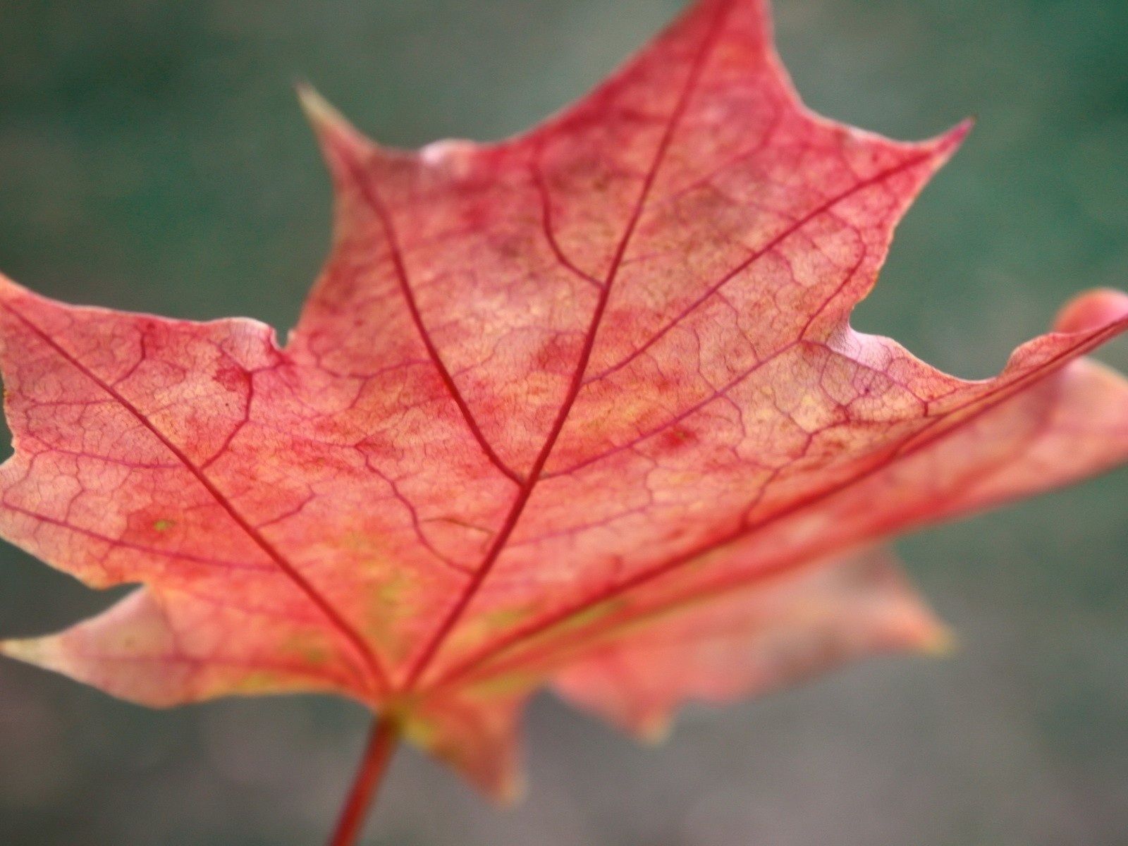 autumn, red, macro, sheet, leaf, maple, fallen Free Stock Photo