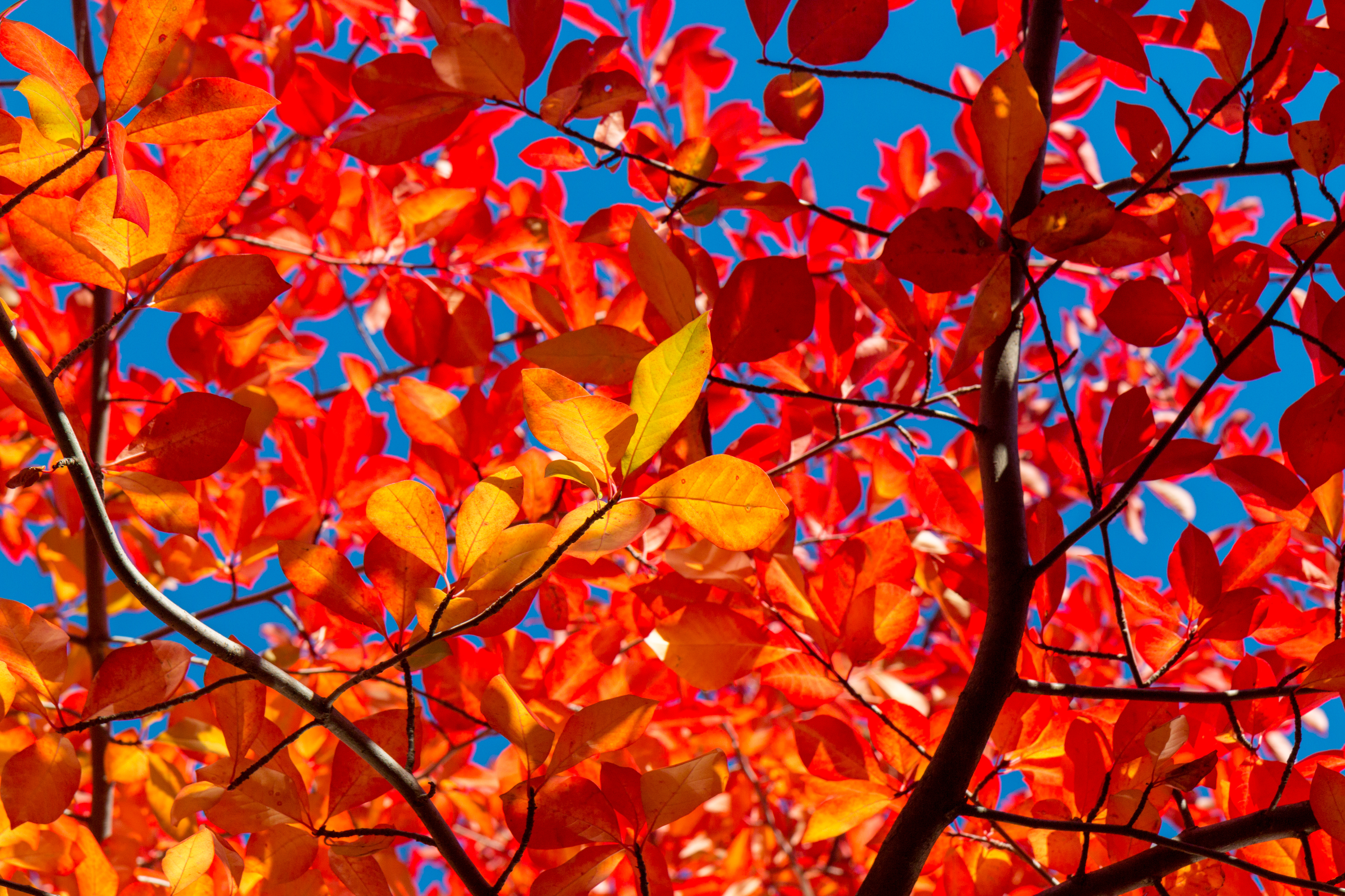 157927 télécharger le fond d'écran automne, ensoleillé, nature, feuilles, branches, solaire - économiseurs d'écran et images gratuitement
