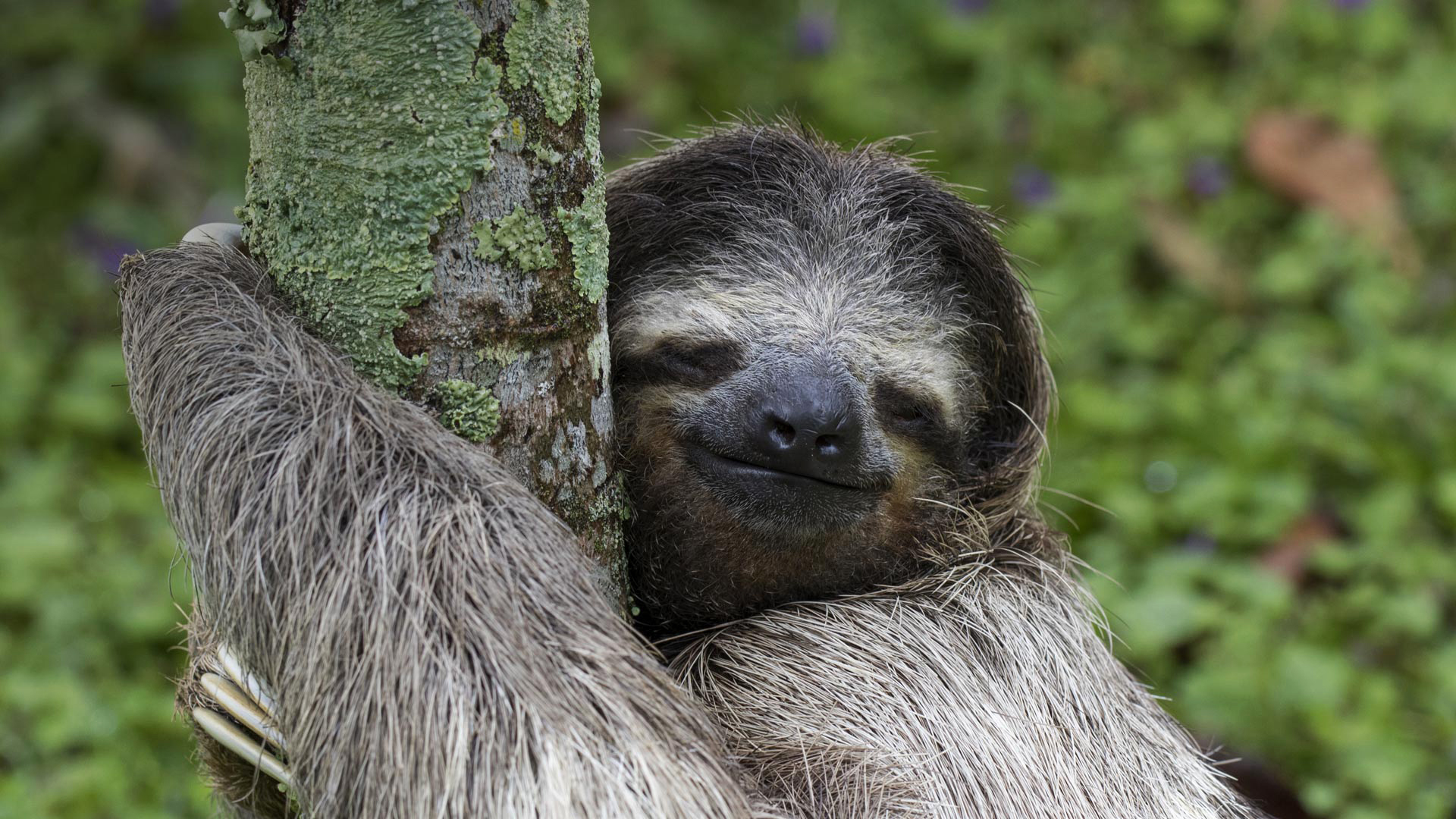 sloth, animal, smile 1080p