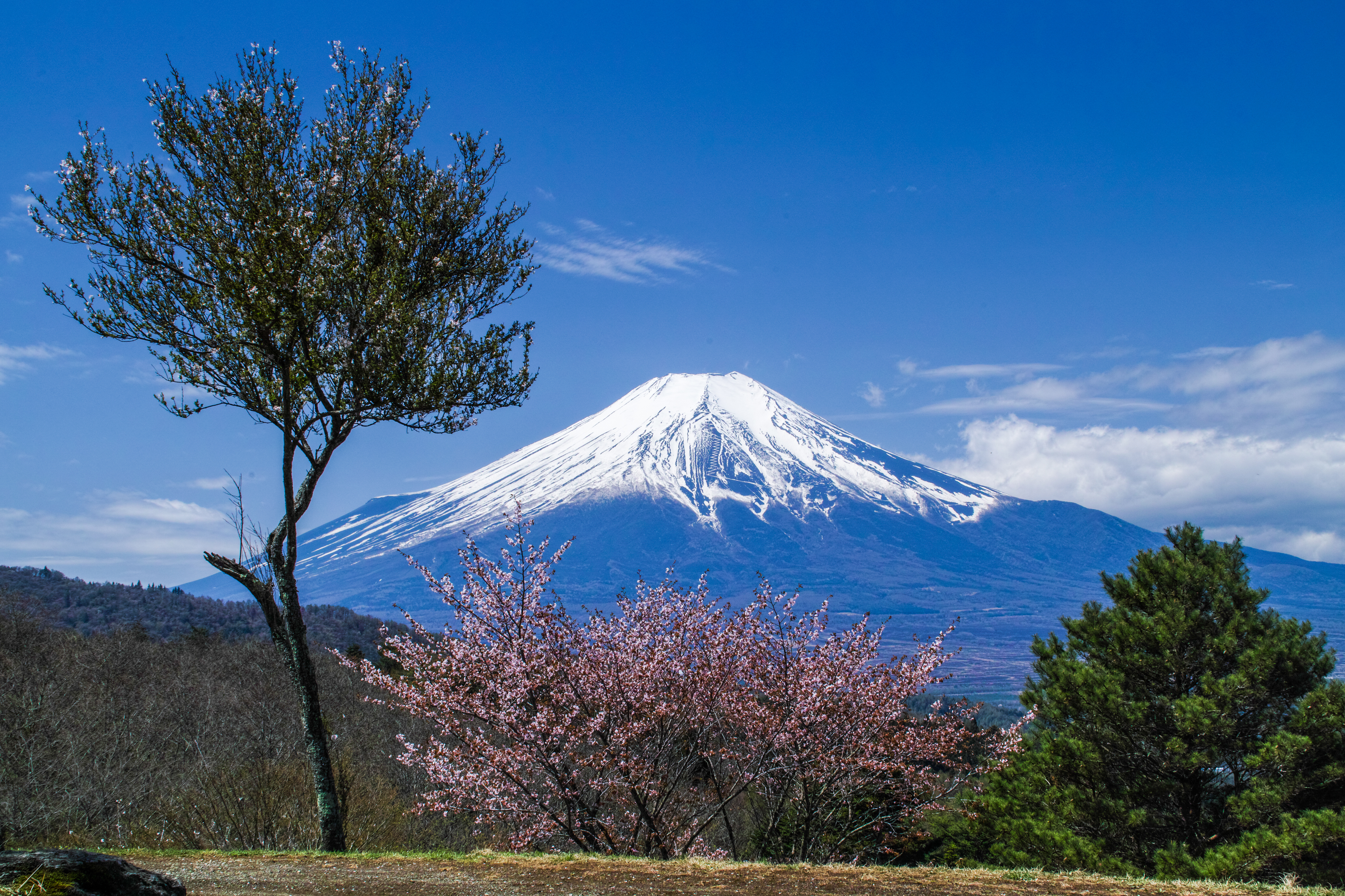 1523146 Hintergrundbild herunterladen japan, sakura, frühling, kirschblüte, erde/natur, fujisan, kirschbaum, gipfel, vulkan, vulkane - Bildschirmschoner und Bilder kostenlos