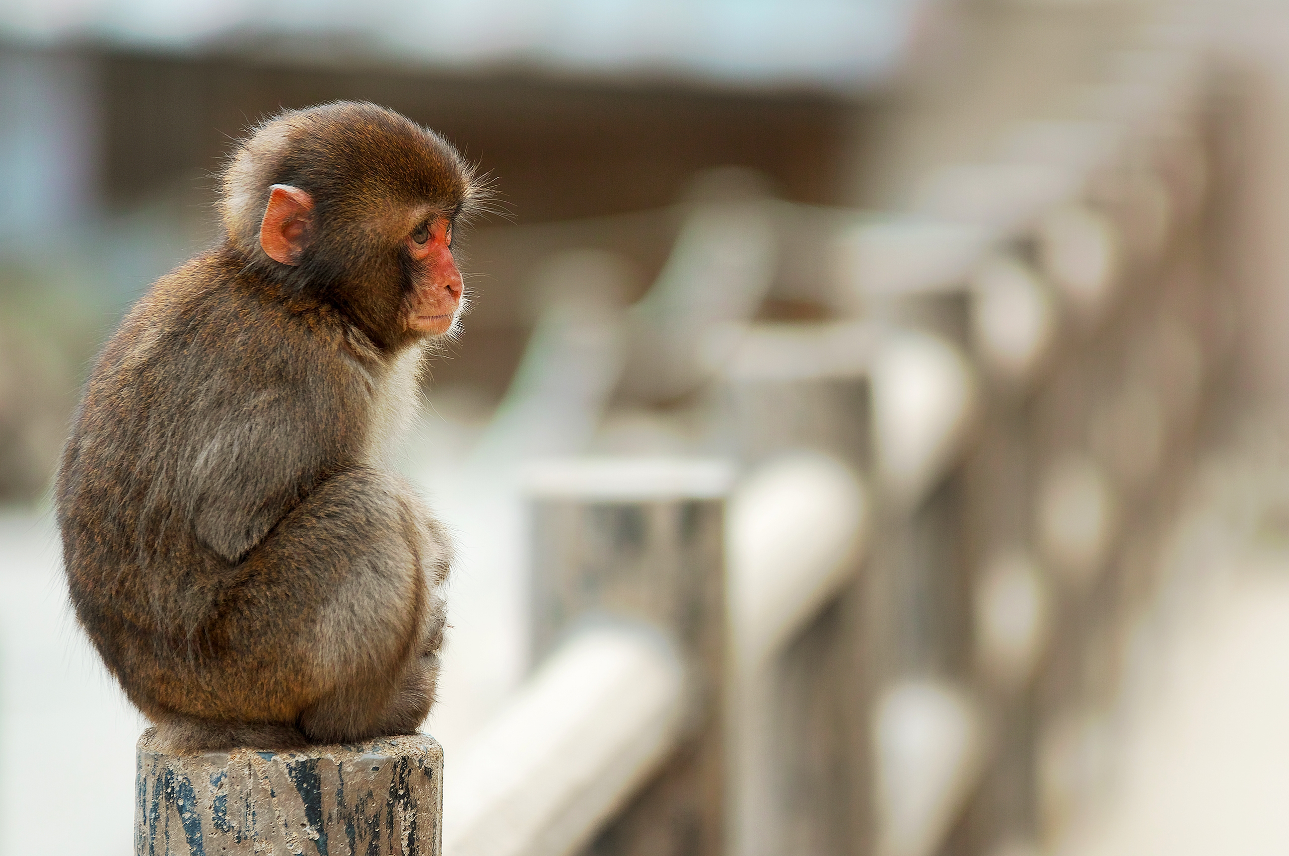 Download mobile wallpaper Animals, Sit, Small, Monkey for free.