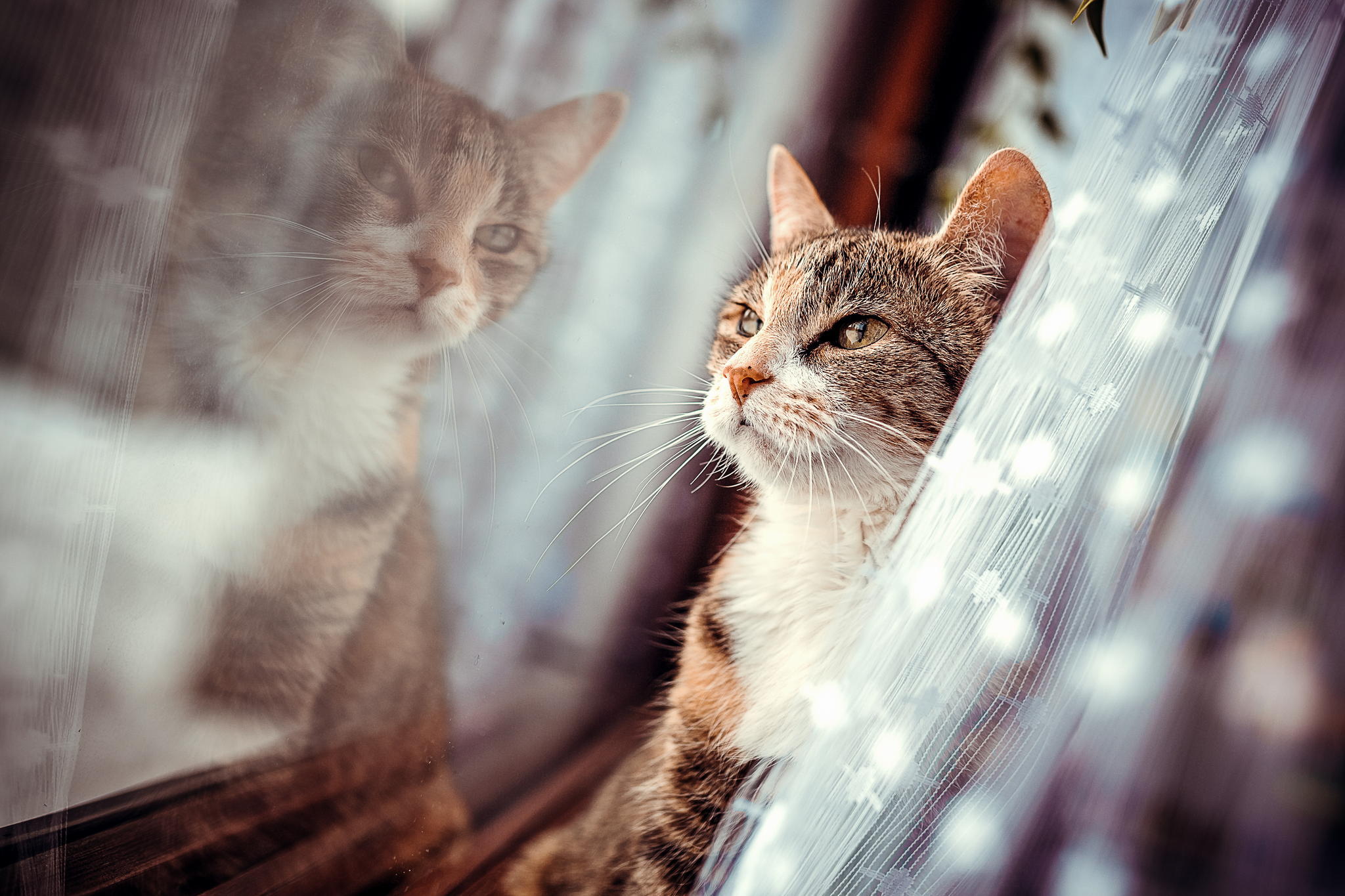 Download mobile wallpaper Animals, Muzzle, Window, Cat for free.
