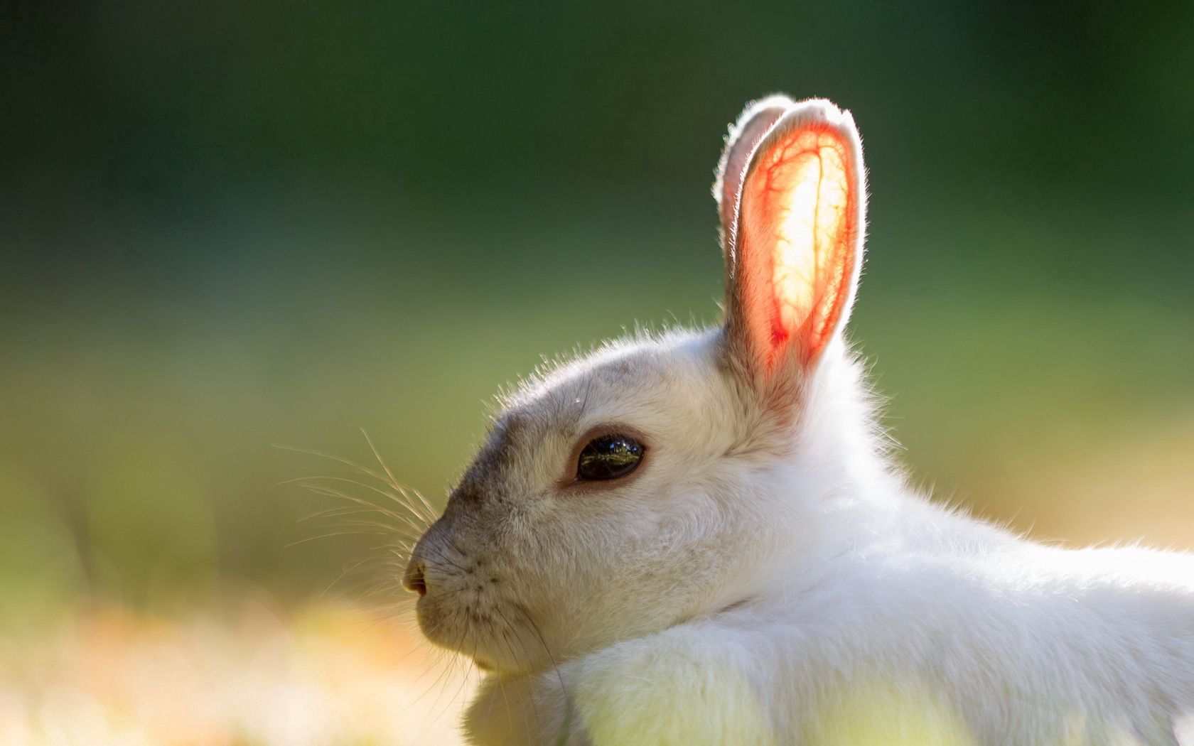 94405 Bildschirmschoner und Hintergrundbilder Kaninchen auf Ihrem Telefon. Laden Sie  Bilder kostenlos herunter