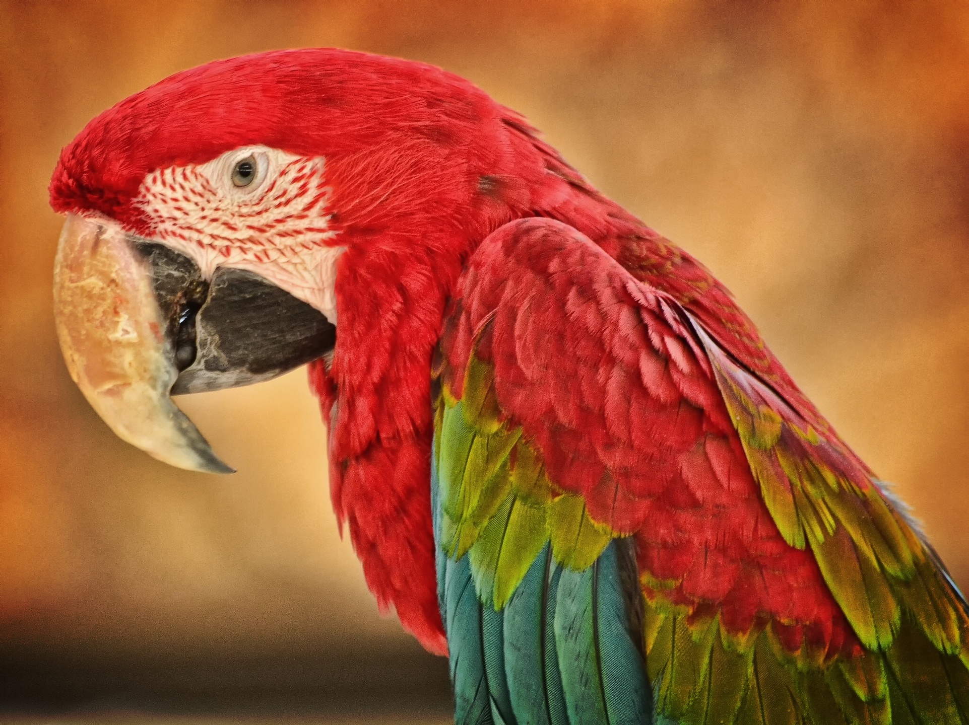 vertical wallpaper animal, red and green macaw, birds