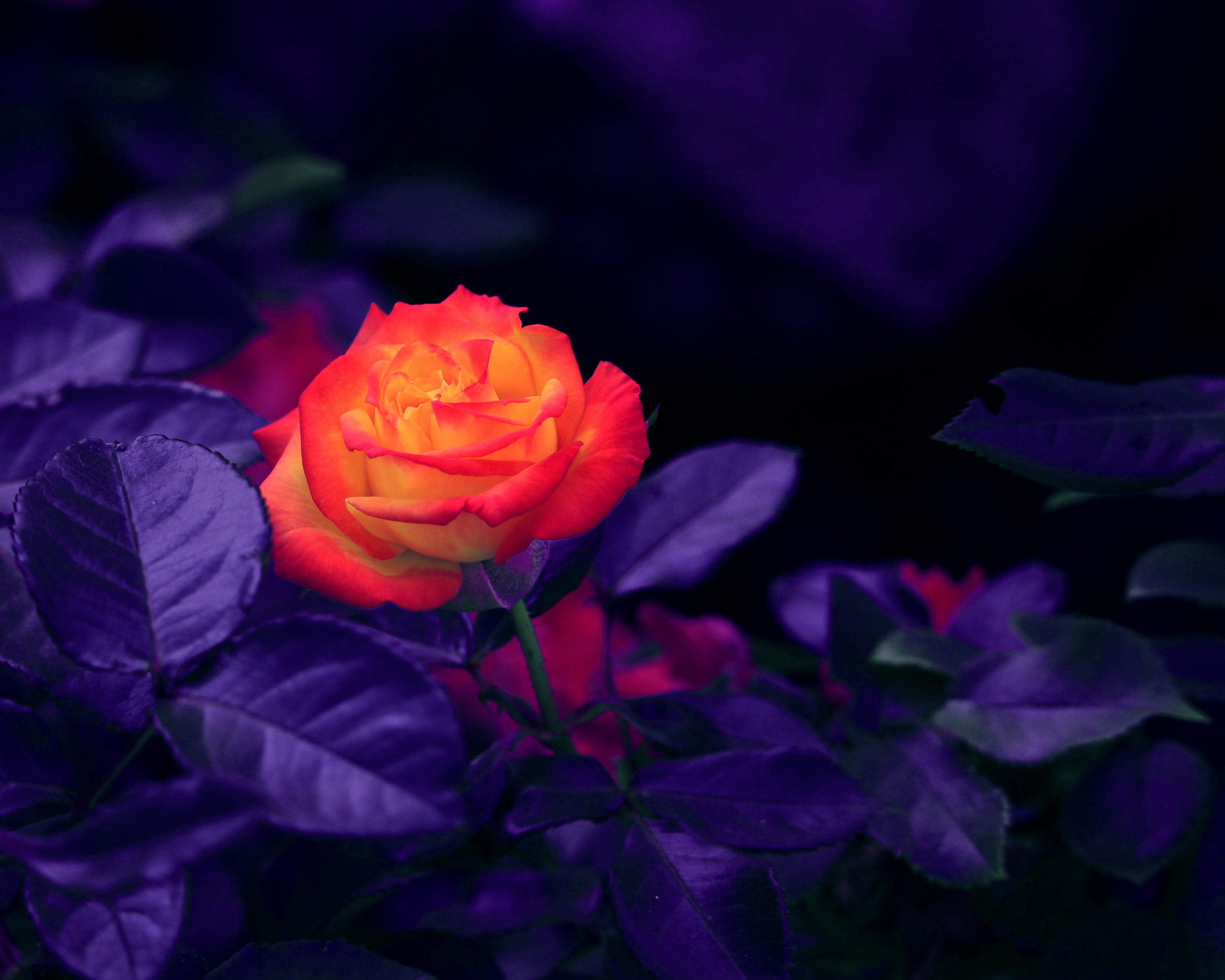 bud, rose flower, purple, flowers, violet, orange, rose HD wallpaper