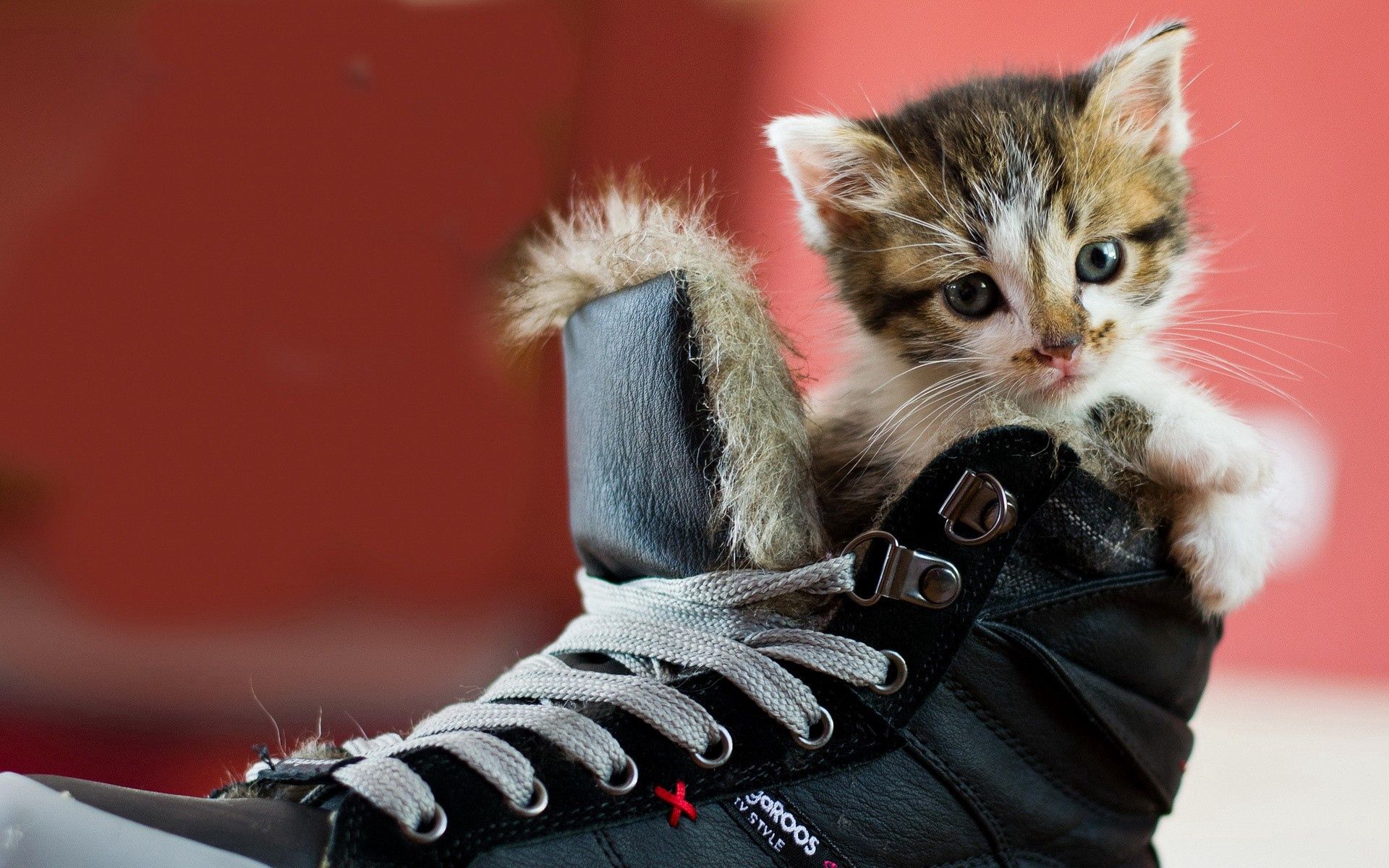 Download mobile wallpaper Kitten, Spotty, Footwear, Kitty, Spotted, Animals for free.
