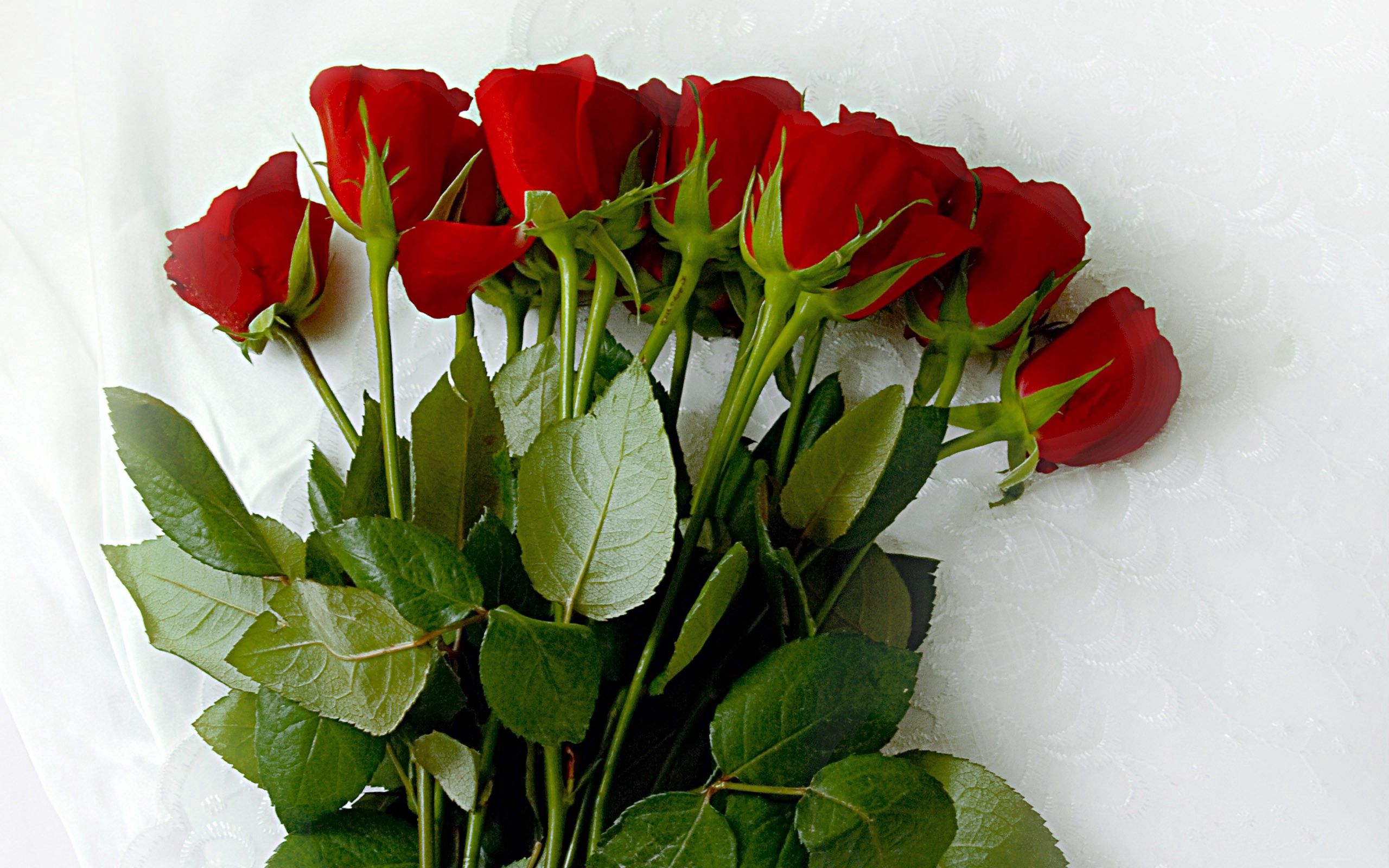 97136 скачать обои розы, букет, цветы, лежать, скатерть - заставки и картинки бесплатно