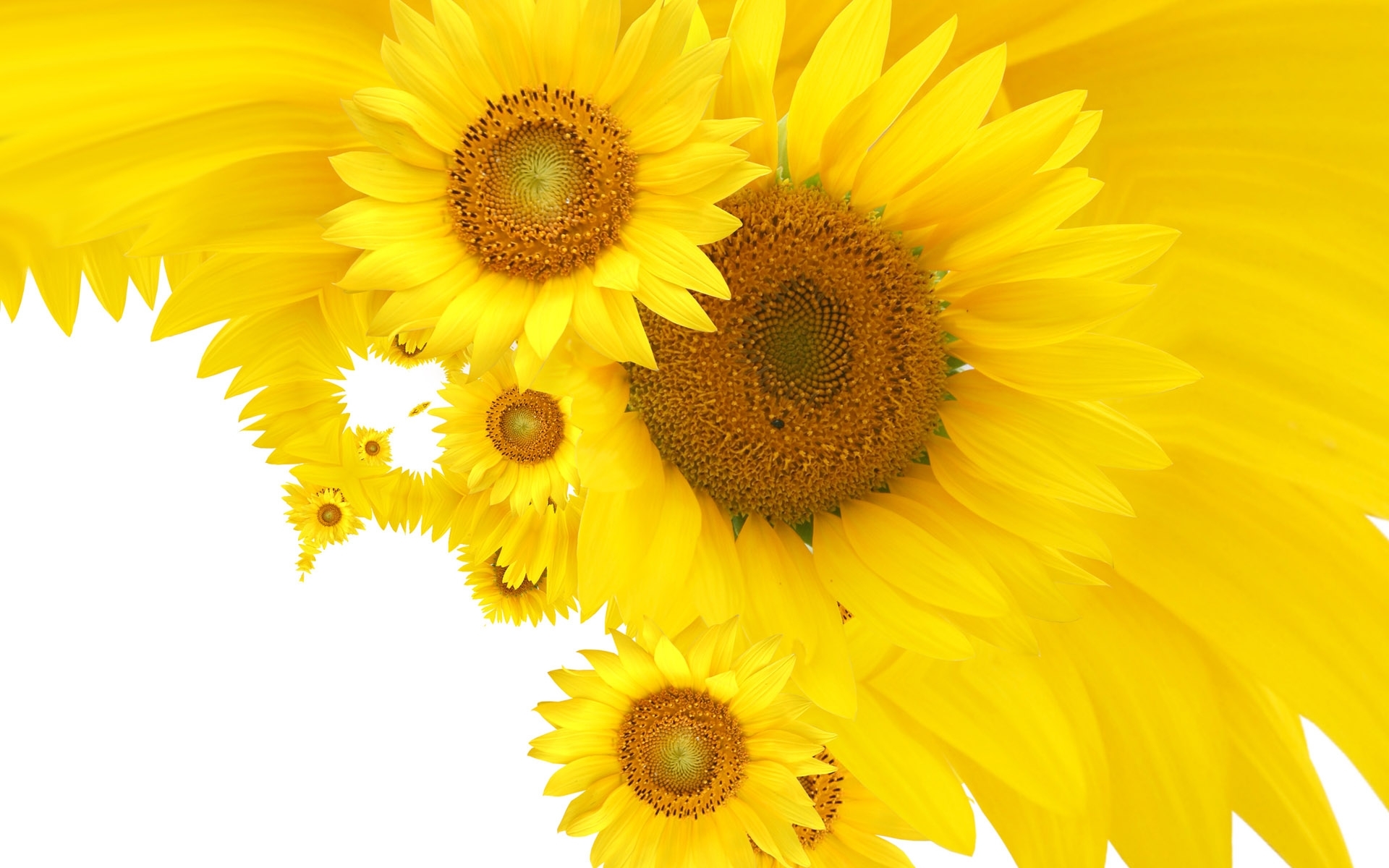 39277 free download Yellow wallpapers for phone,  Yellow images and screensavers for mobile