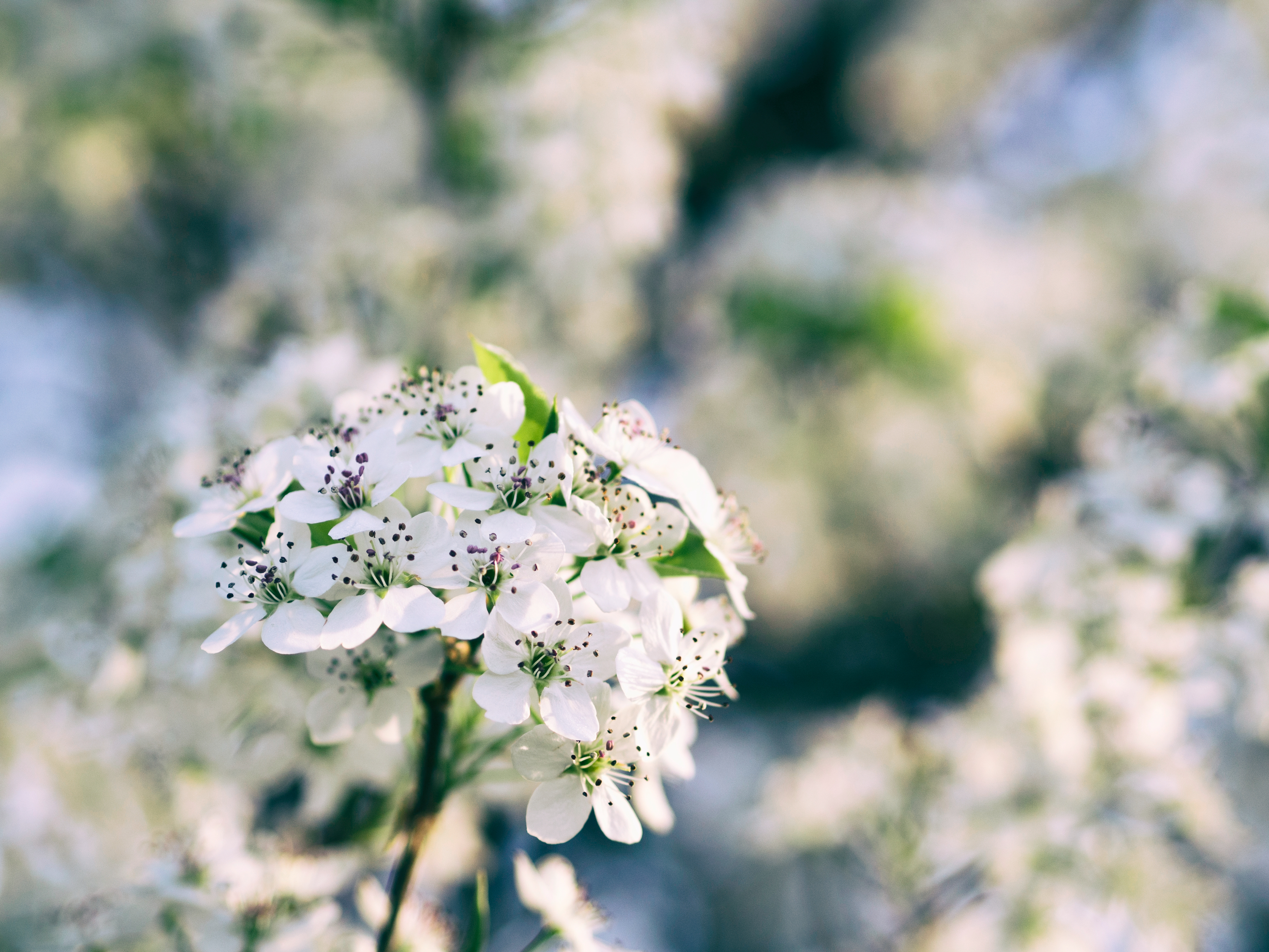 Завантажити шпалери безкоштовно Квіти, Гілка, Цвітіння, Весна картинка на робочий стіл ПК