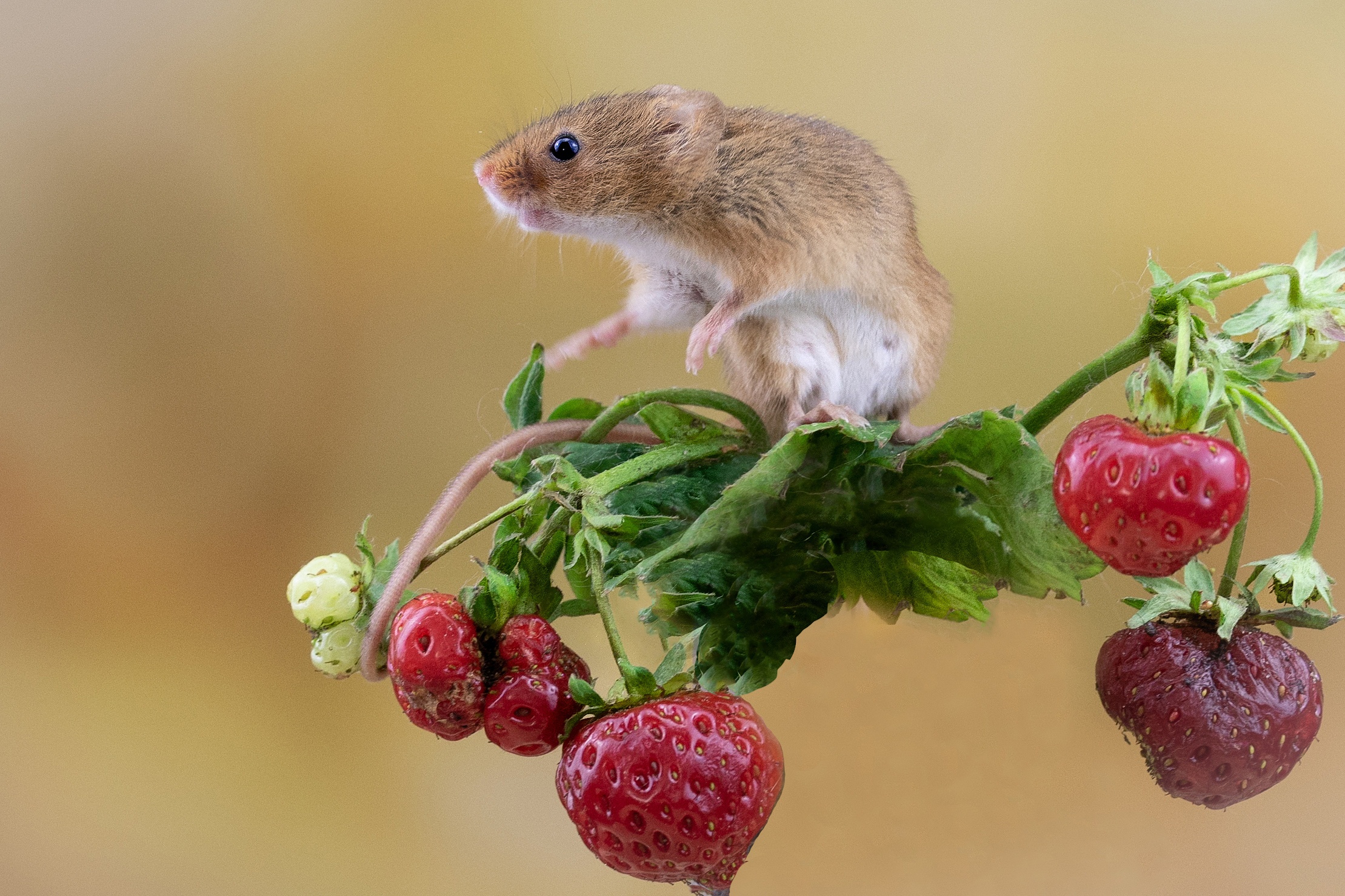 animal, mouse, berry, harvest mouse, rodent, strawberry 2160p
