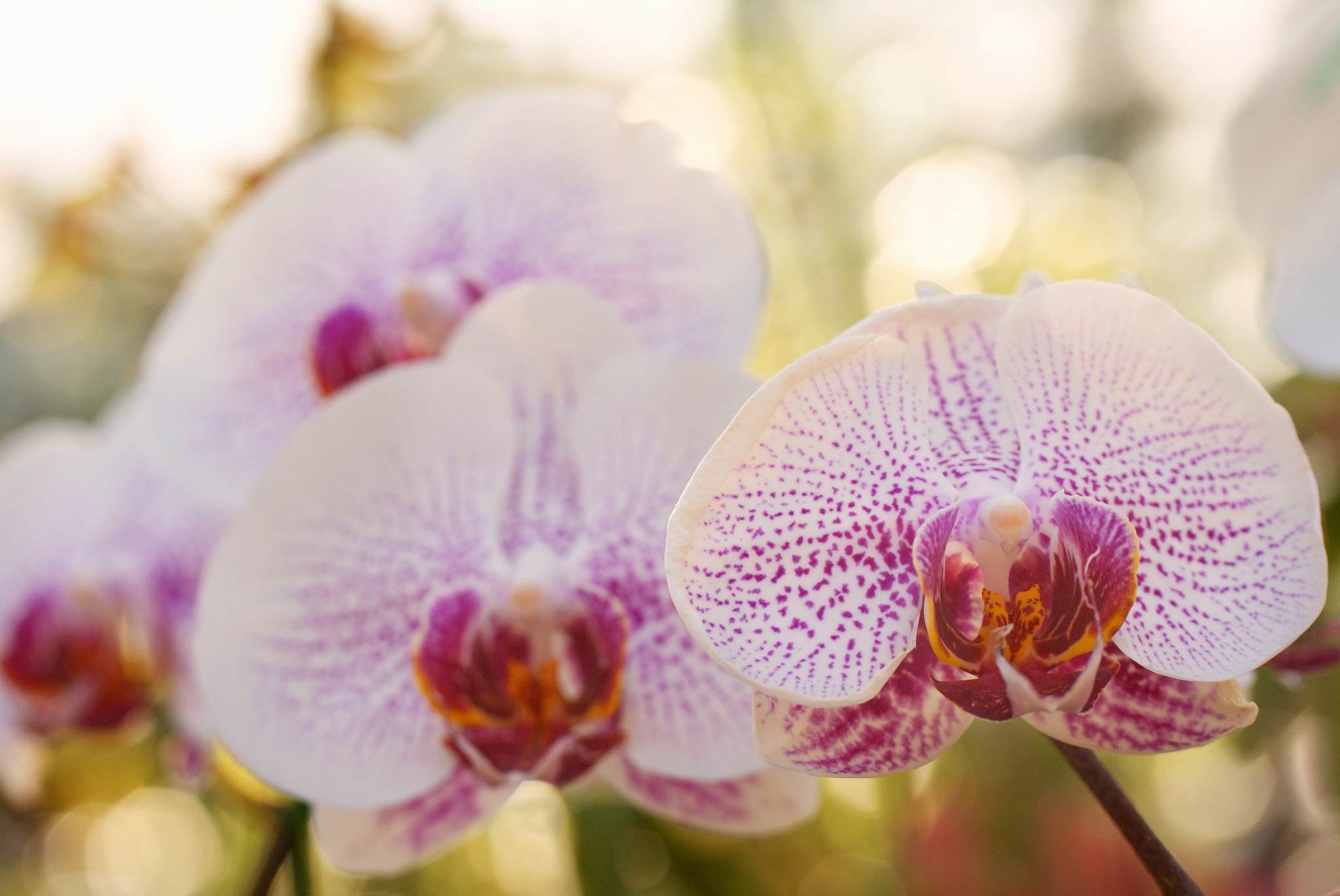 Орхидея valley dew фото и описание