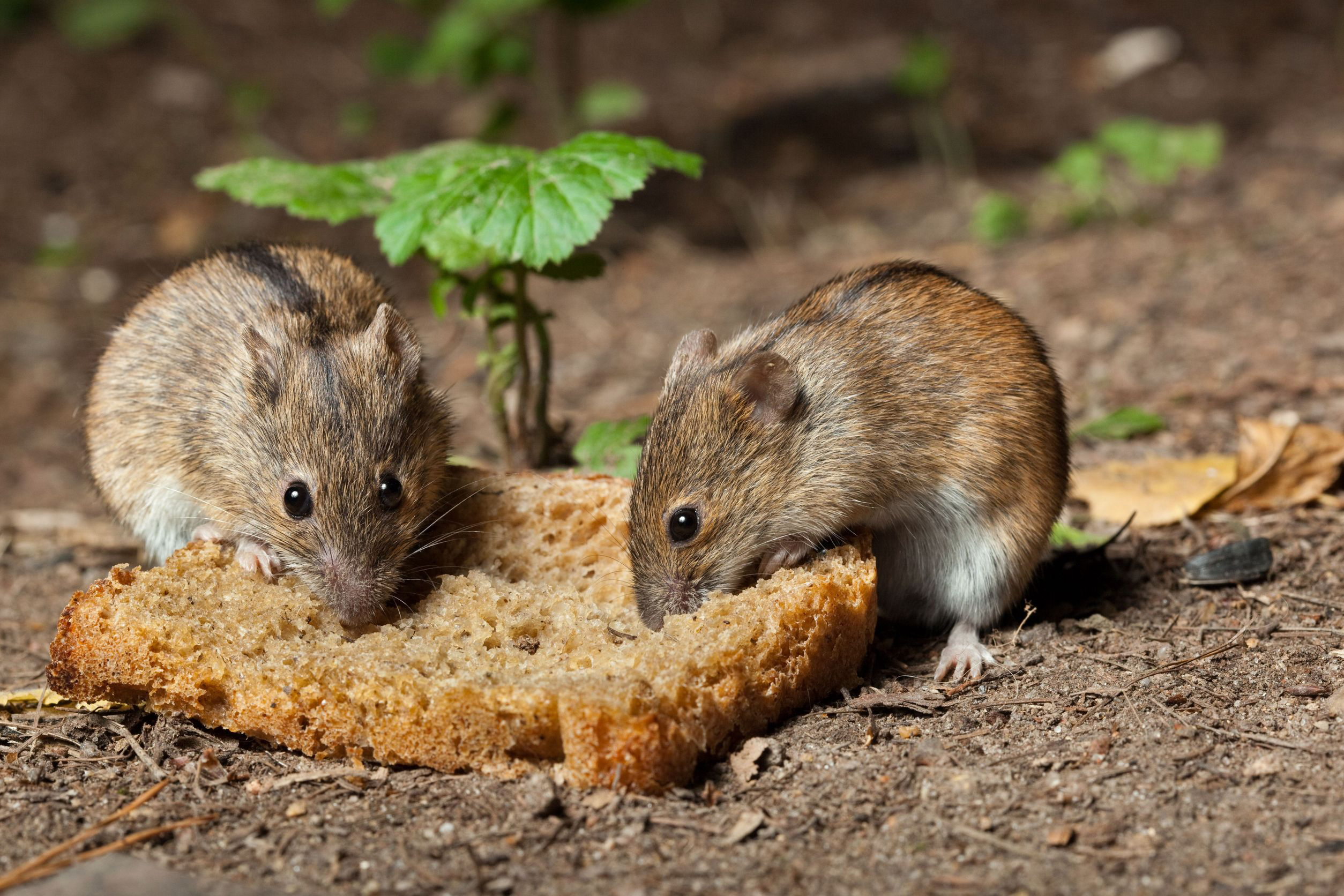 Семя мыши. Полевая мышь Apodemus agrarius. Полевая крыса и Полевая мышь. Полевка Полевая. Что едят мыши полевки.