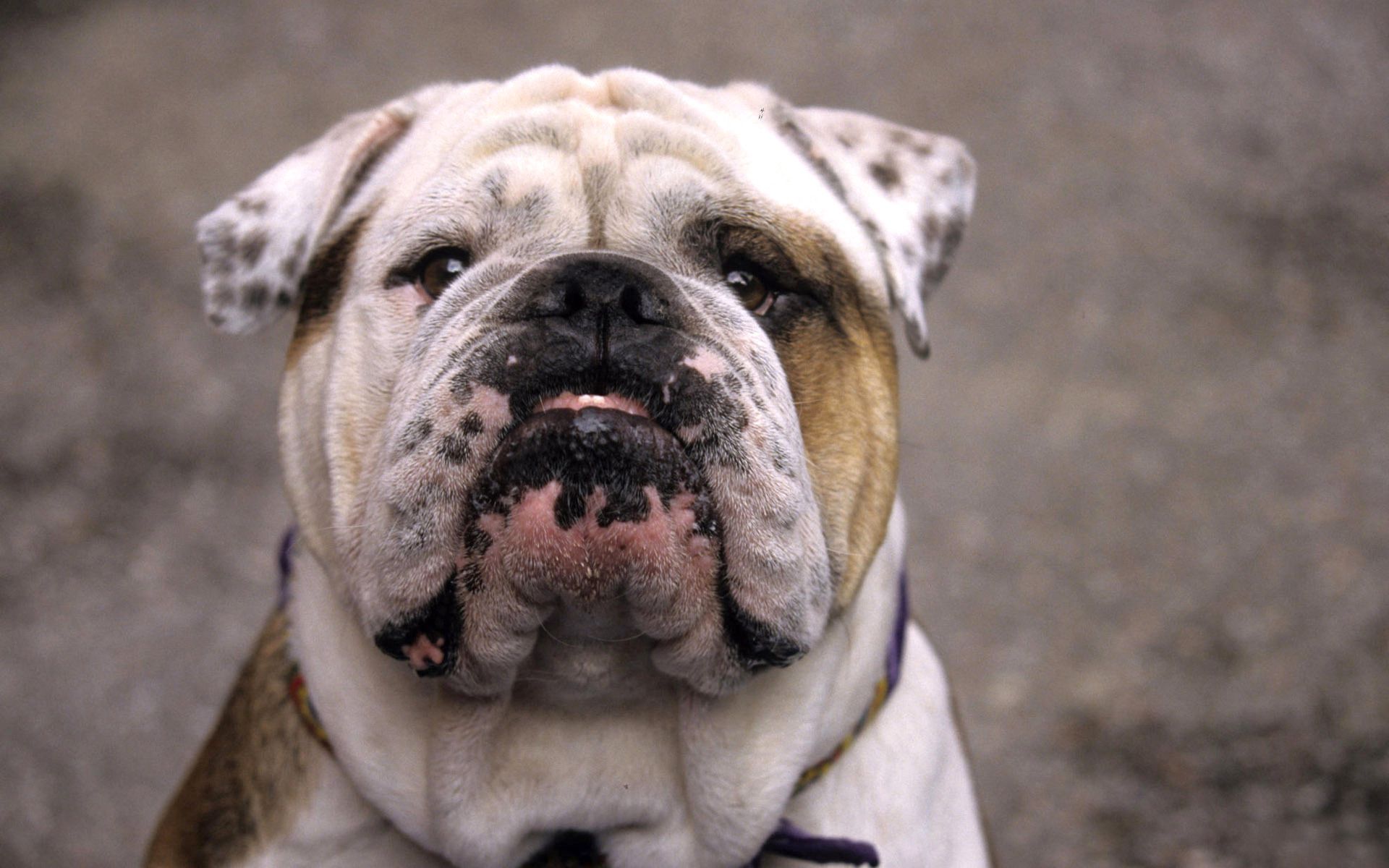 Download mobile wallpaper Muzzle, Animals, Dog, Bulldog, Old for free.