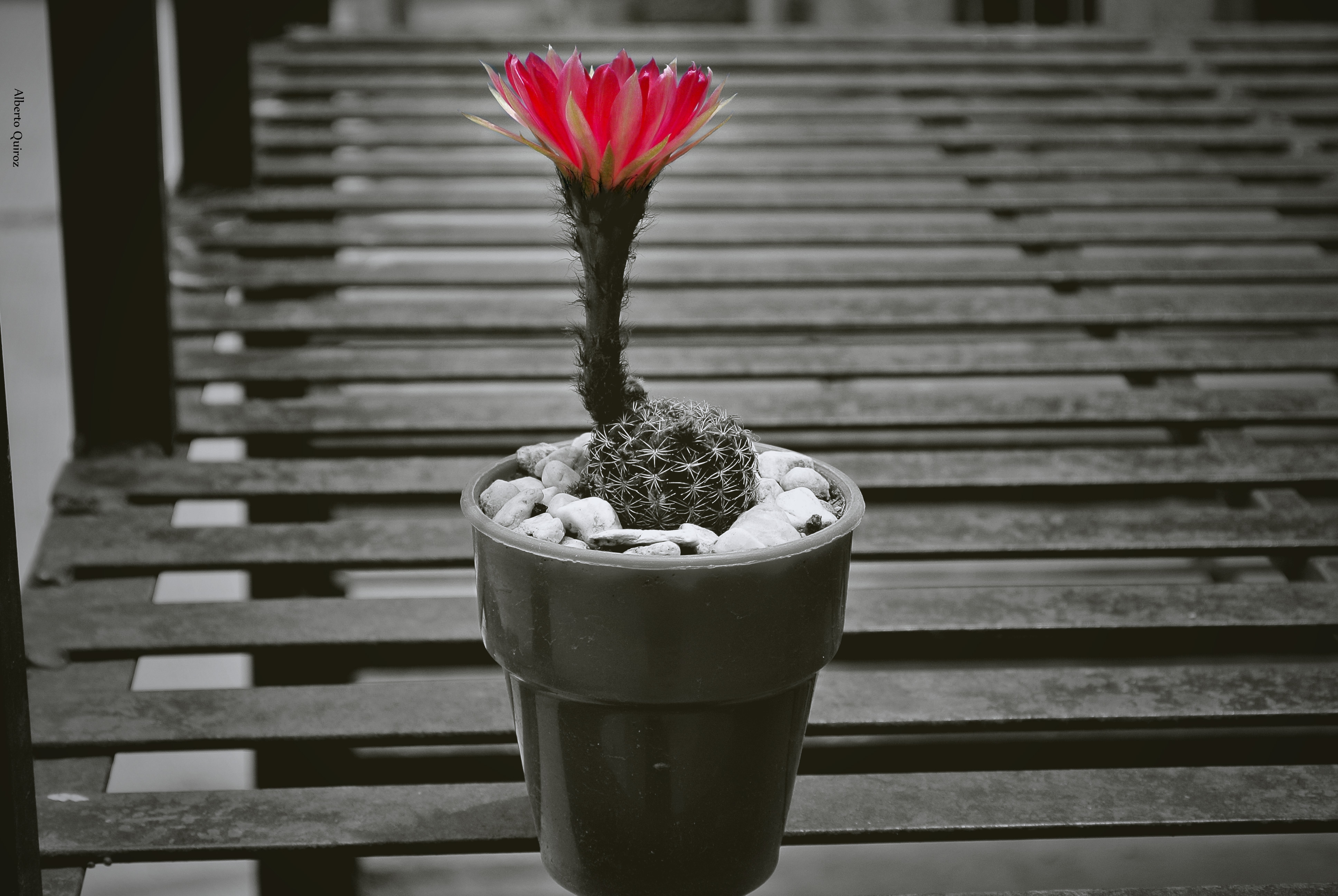flowers, cactus, flower, pot
