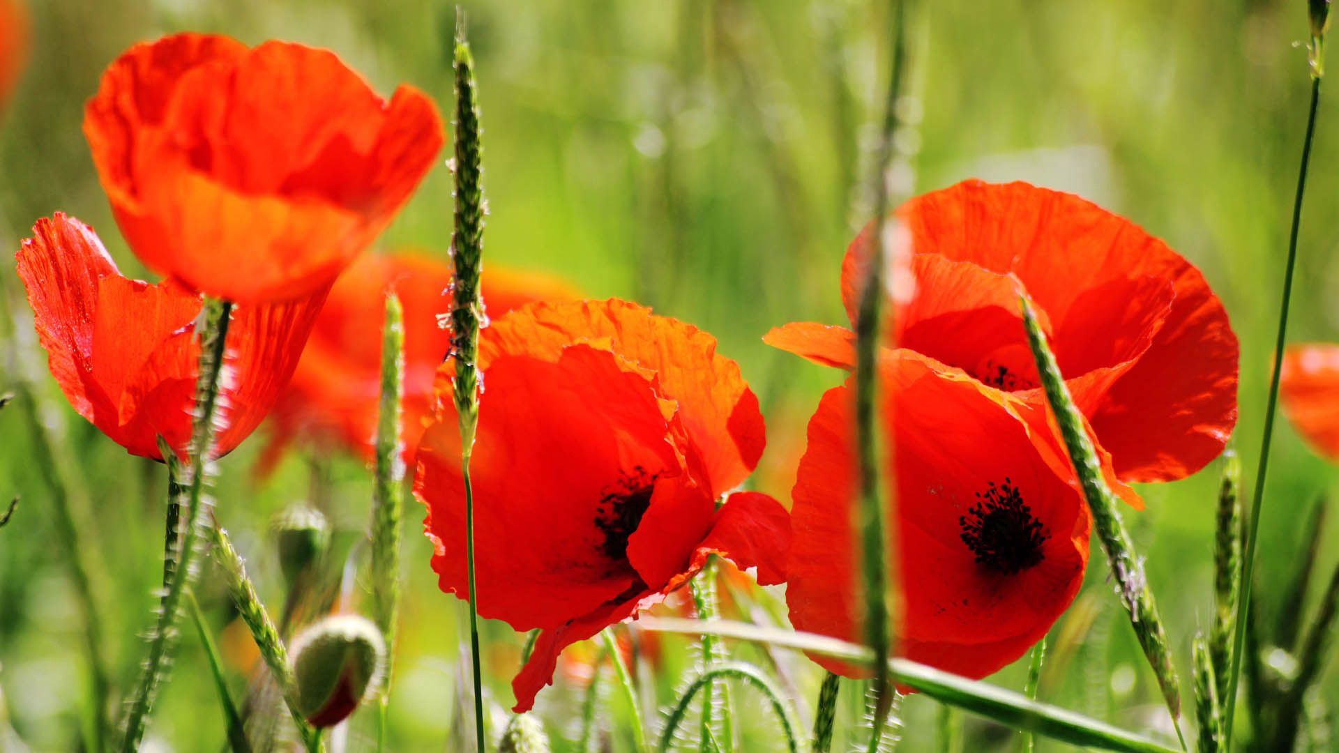 Windows Backgrounds petals, flowers, poppies, red, stem, stalk