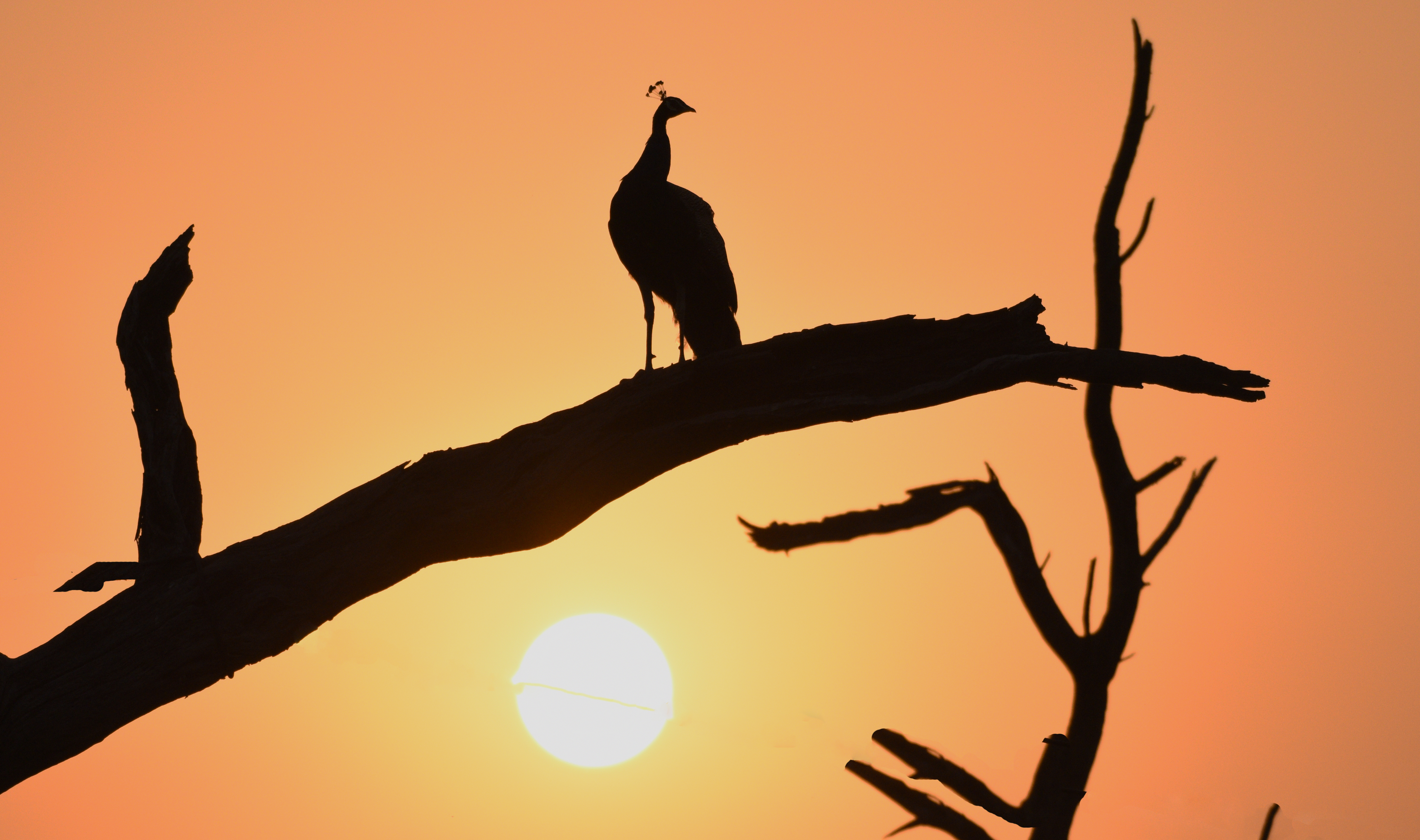 Laden Sie das Sunset, Silhouette, Zweig, Vogel, Ast, Dunkel, Pfau-Bild kostenlos auf Ihren PC-Desktop herunter