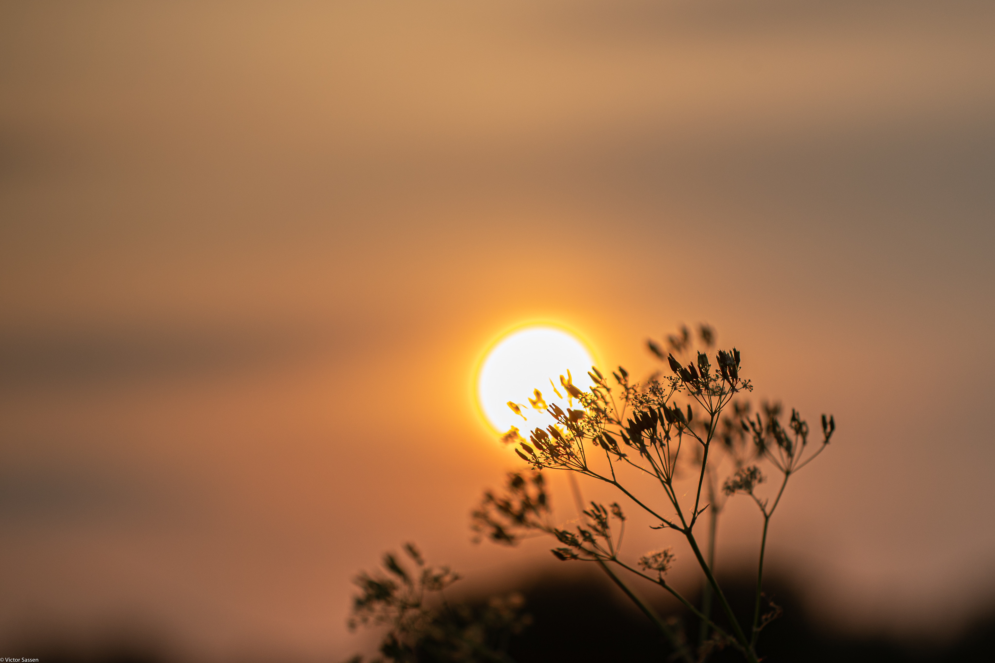 sun, nature, sunset, blur, smooth, branch for android