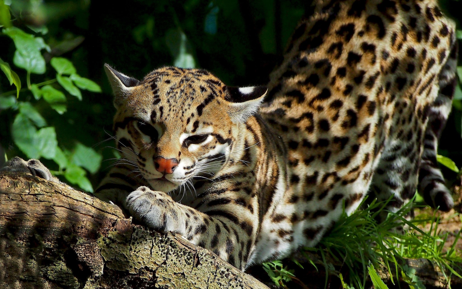 37023 baixar imagens animais, leopards - papéis de parede e protetores de tela gratuitamente