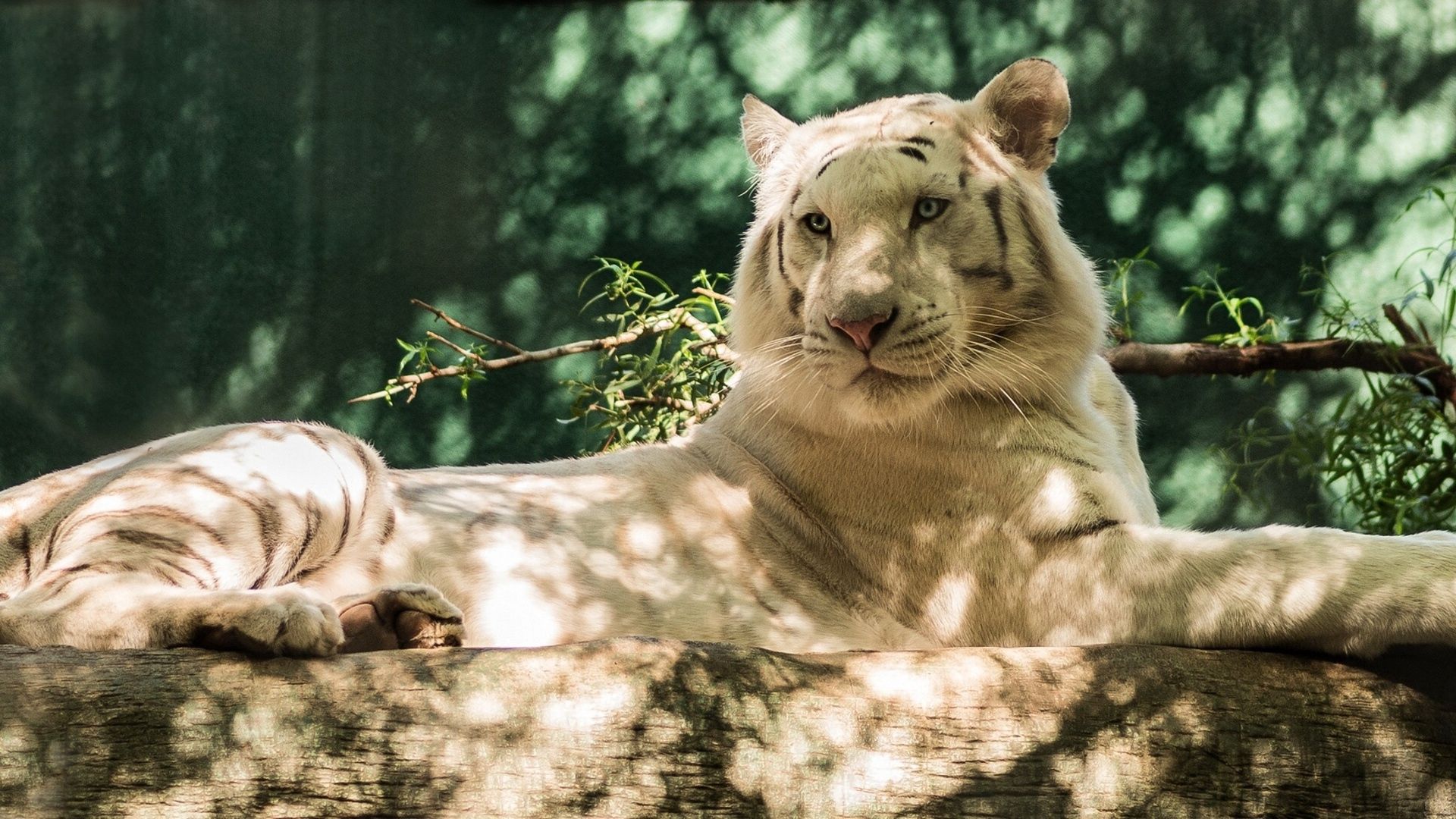 Download mobile wallpaper White Tiger, Log, Animals, Predator, Cat, Tiger for free.