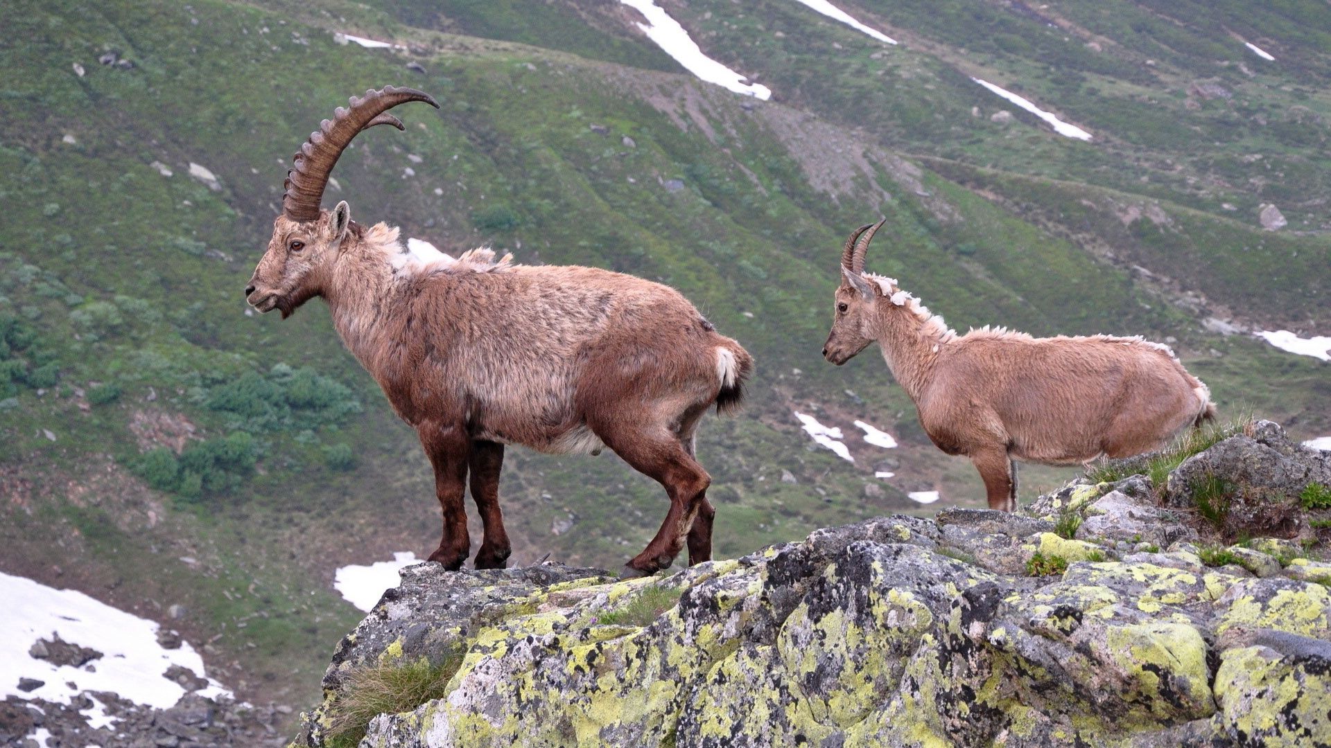 Free download wallpaper Precipice, Horns, Mountain Goats, Stones, Mountains, Animals, Break on your PC desktop