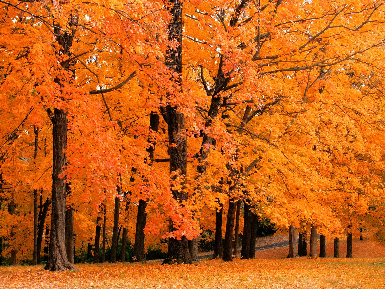Fall definition. Осень картинки. Осенний лес. Золотая осень. Октябрь природа.