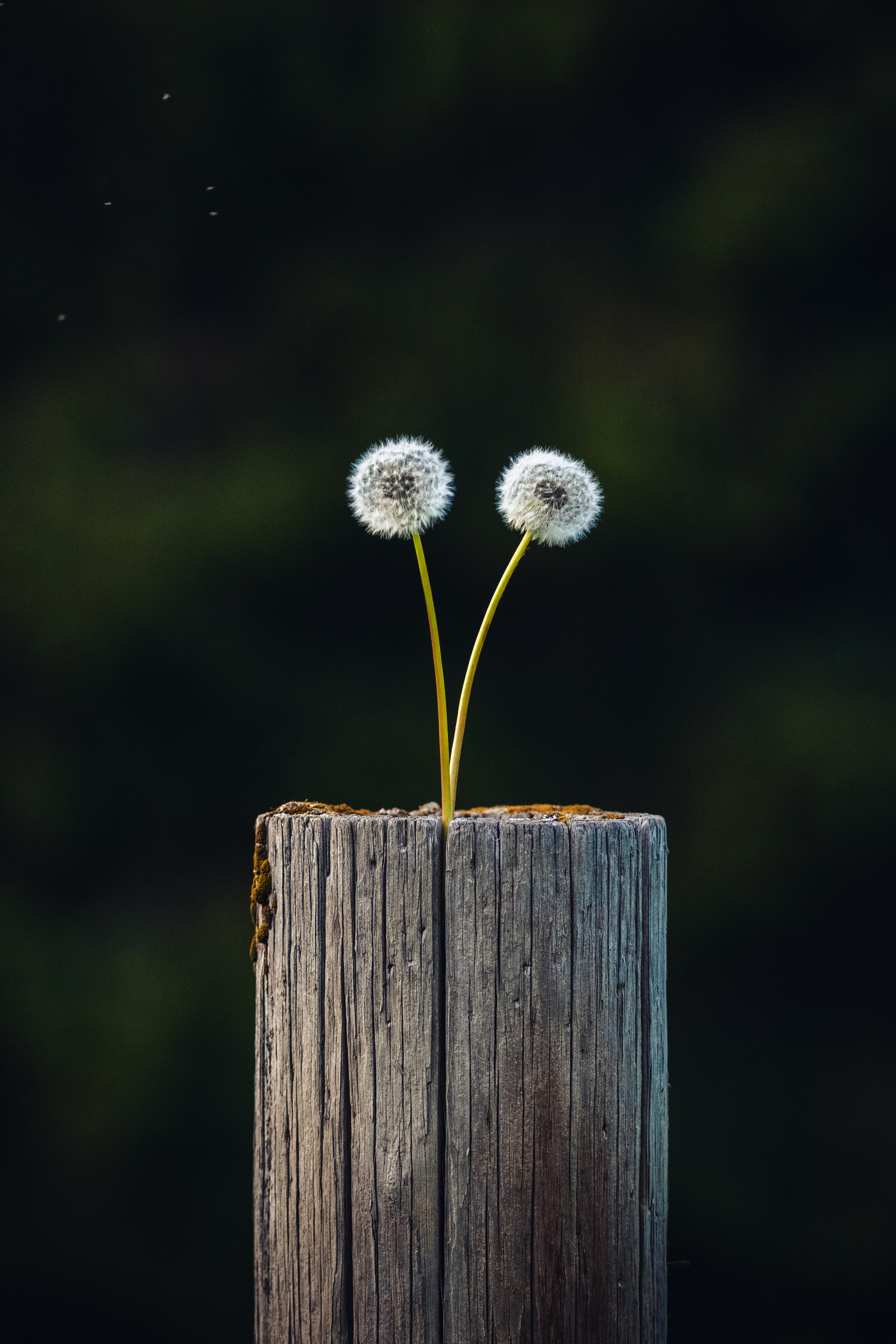 android wood, focus, nature, dandelions, plant, wooden, log