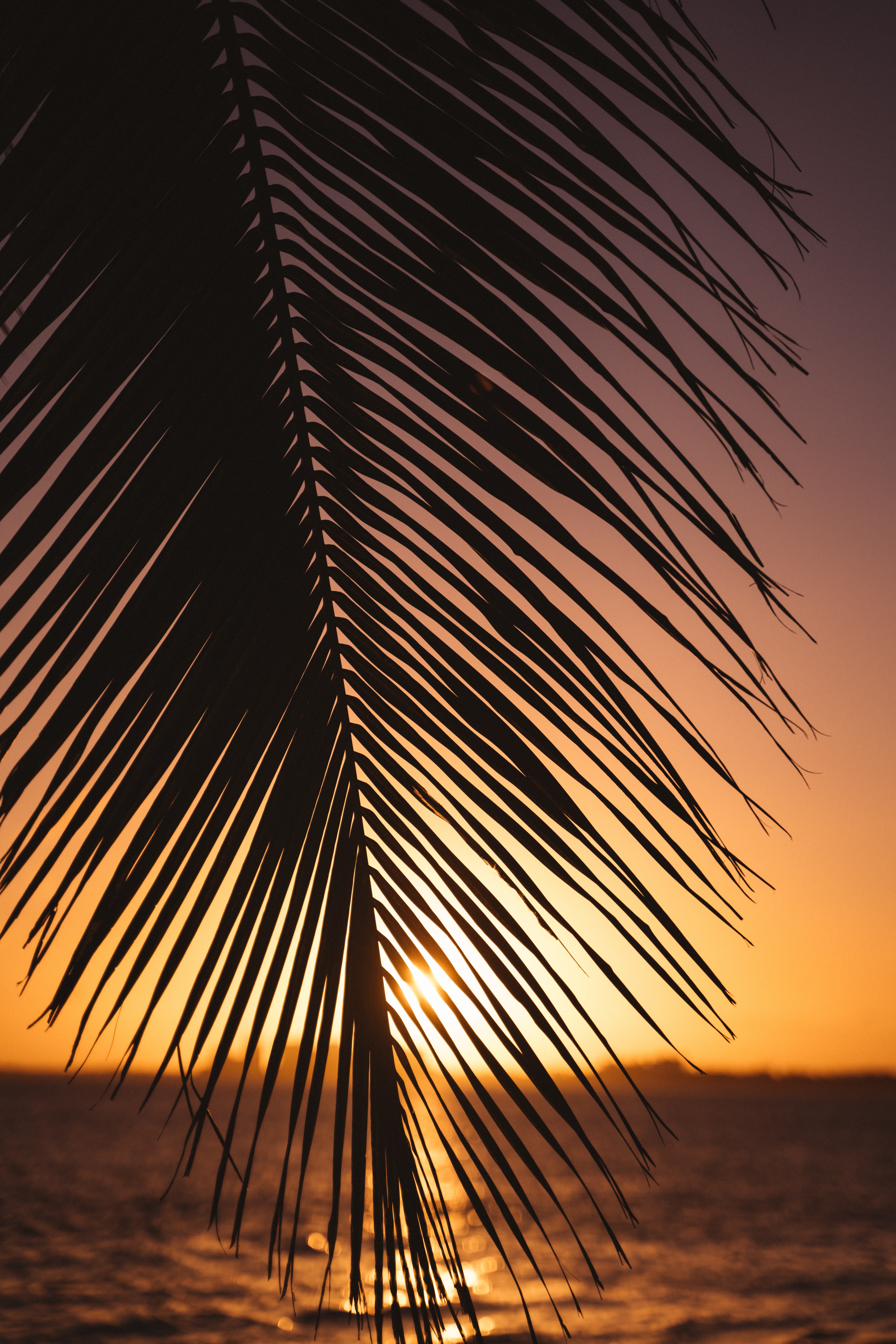 Free download wallpaper Nature, Sunset, Palm, Sheet, Leaf, Horizon on your PC desktop