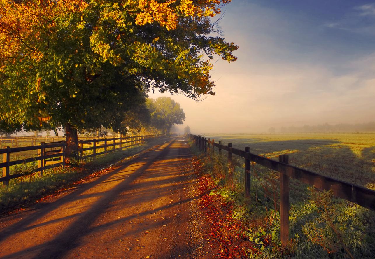 fall, dirt road, photography, fence