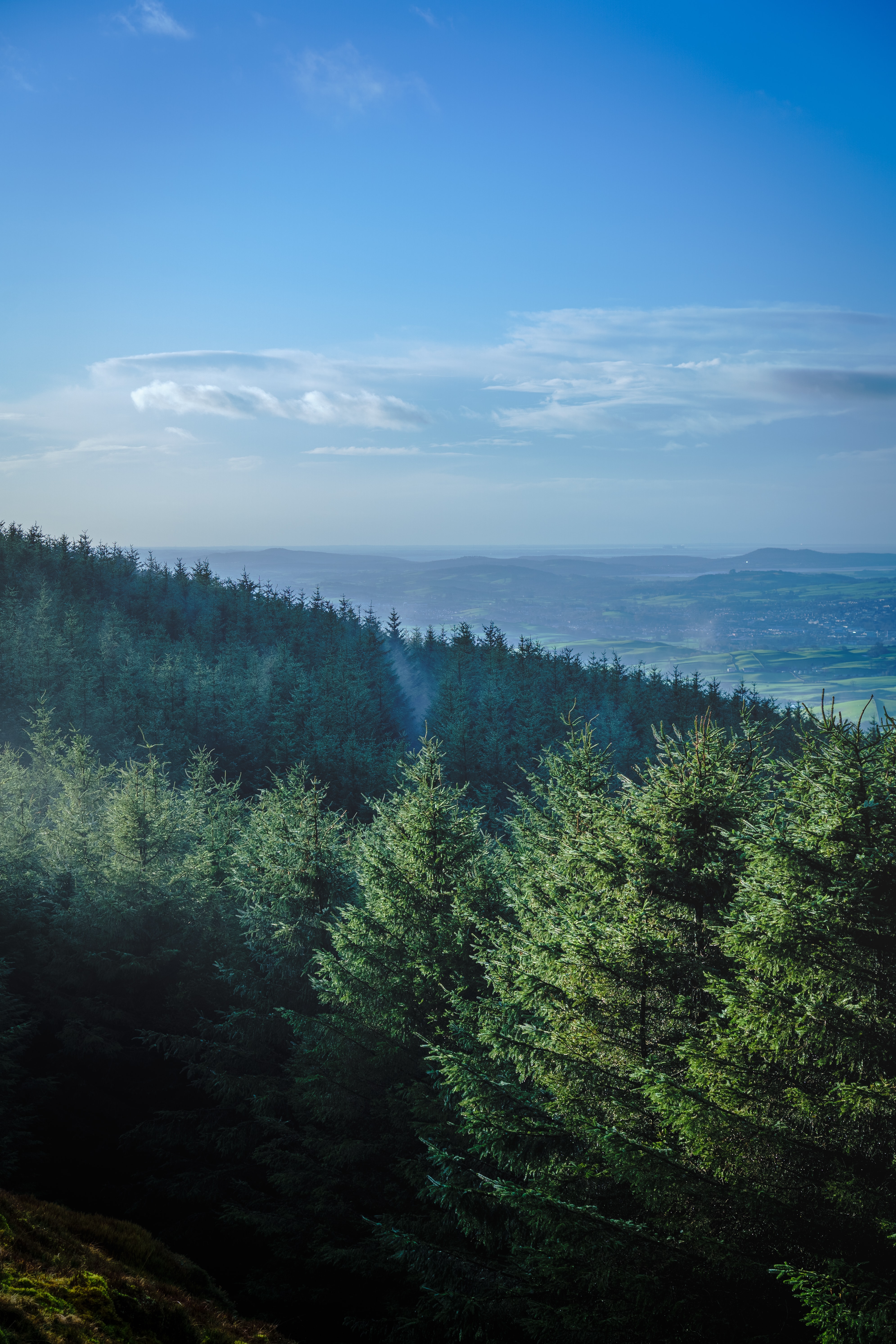 Free download wallpaper Forest, Trees, Mountains, Fir Trees, Horizon, Nature, Landscape on your PC desktop