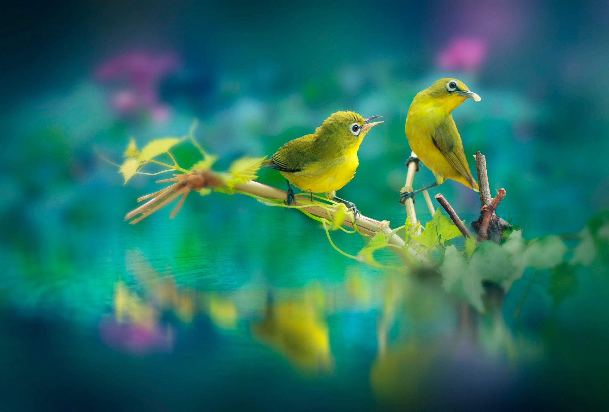 Птицы на желтом фоне