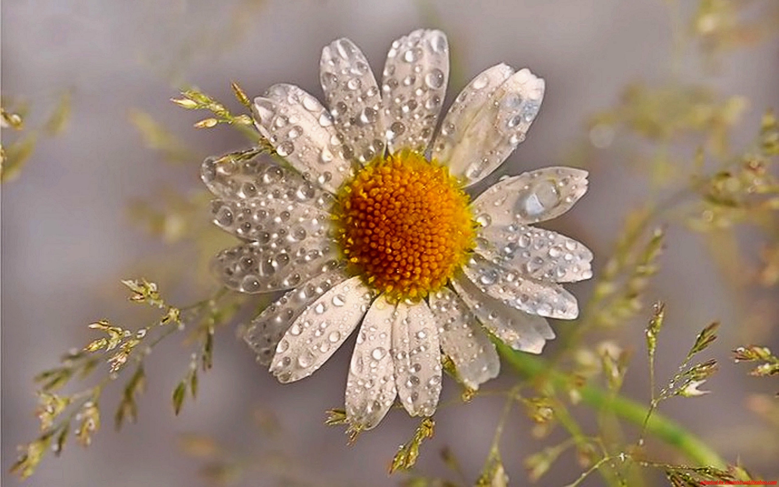Download mobile wallpaper Camomile, Drops, Plants, Flowers for free.